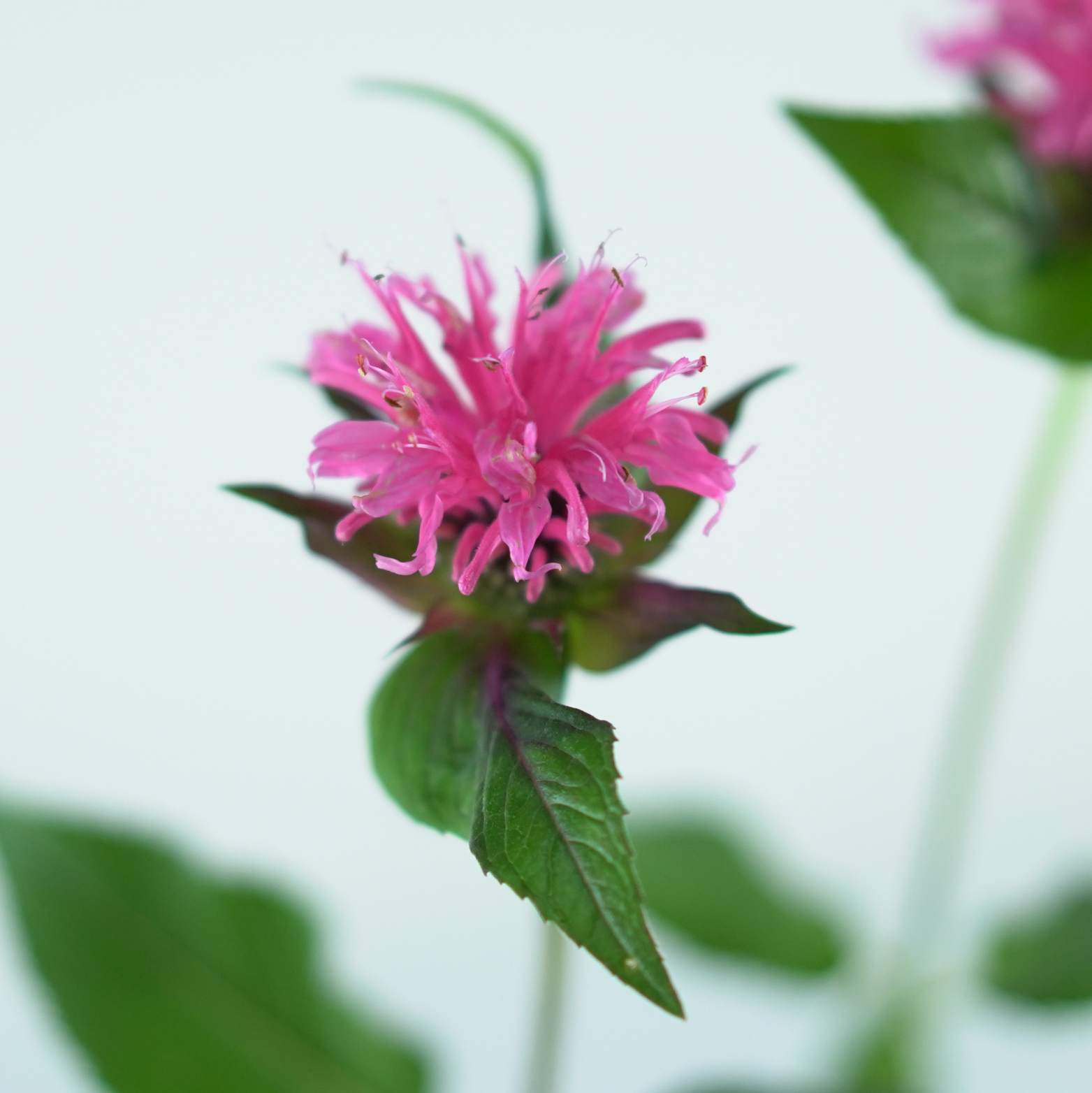 MONARDA 'Sugar Buzz Grape Gumball' Pysznogłówka