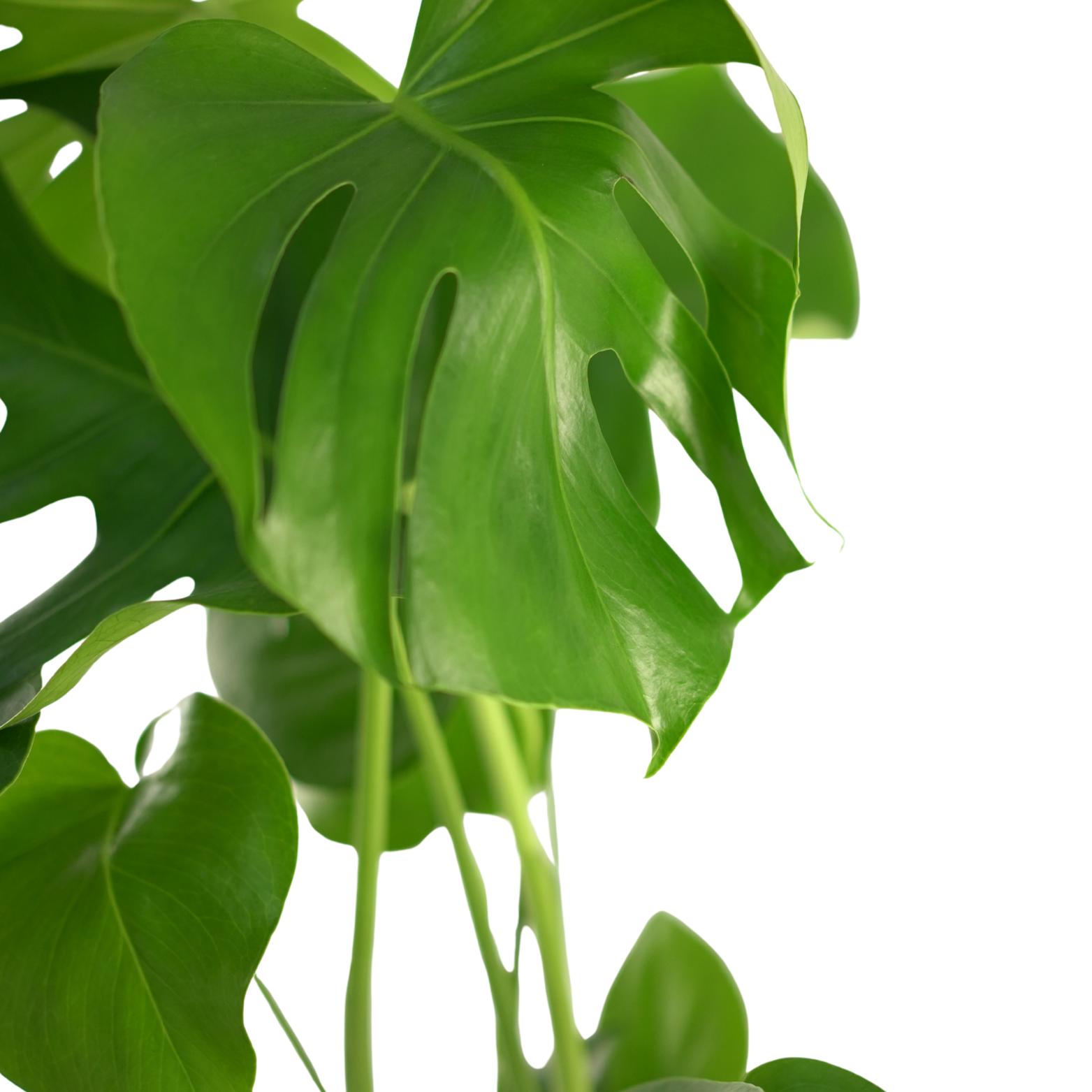 MONSTERA DELICIOSA Monstera dziurawa
