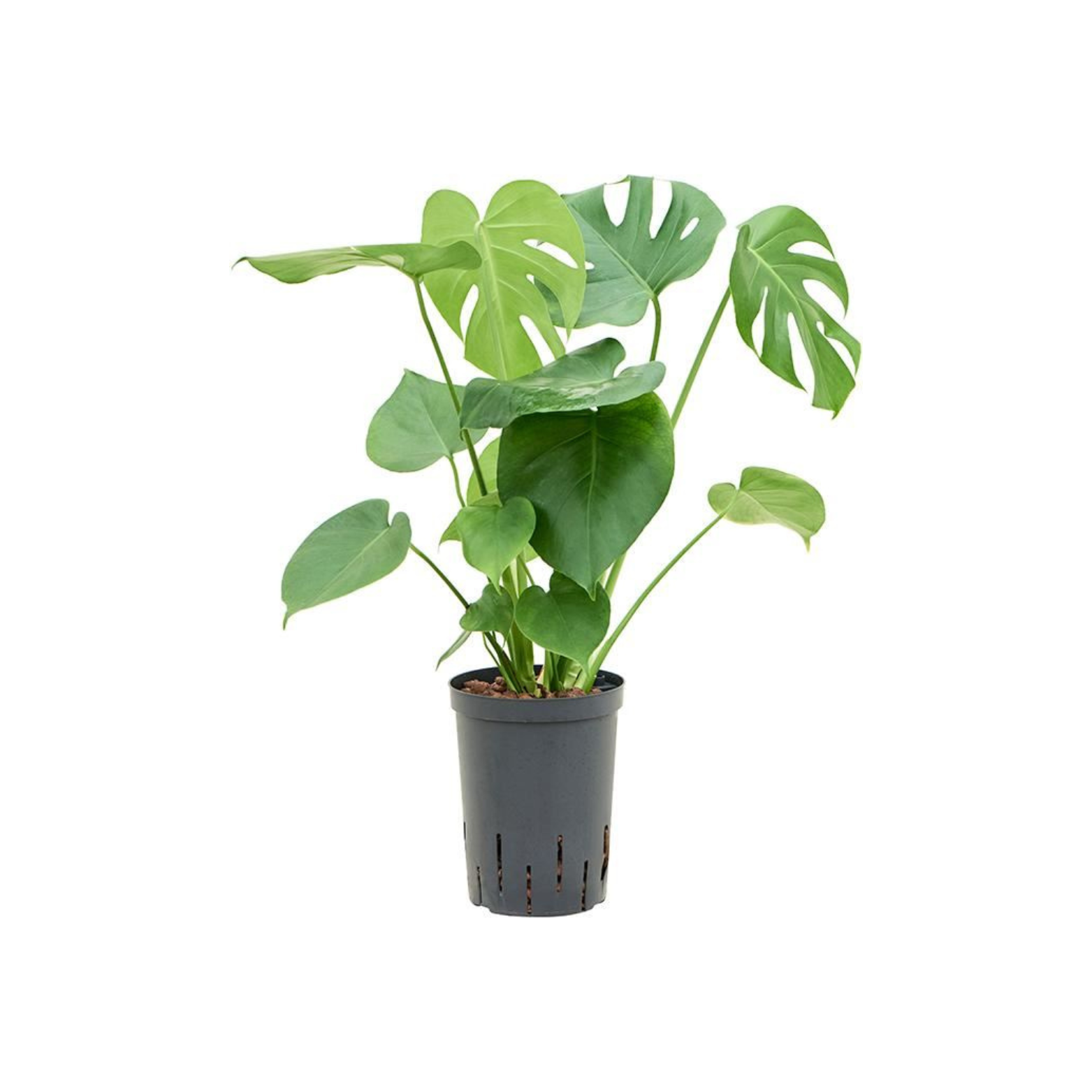 MONSTERA DELICIOSA Monstera dziurawa