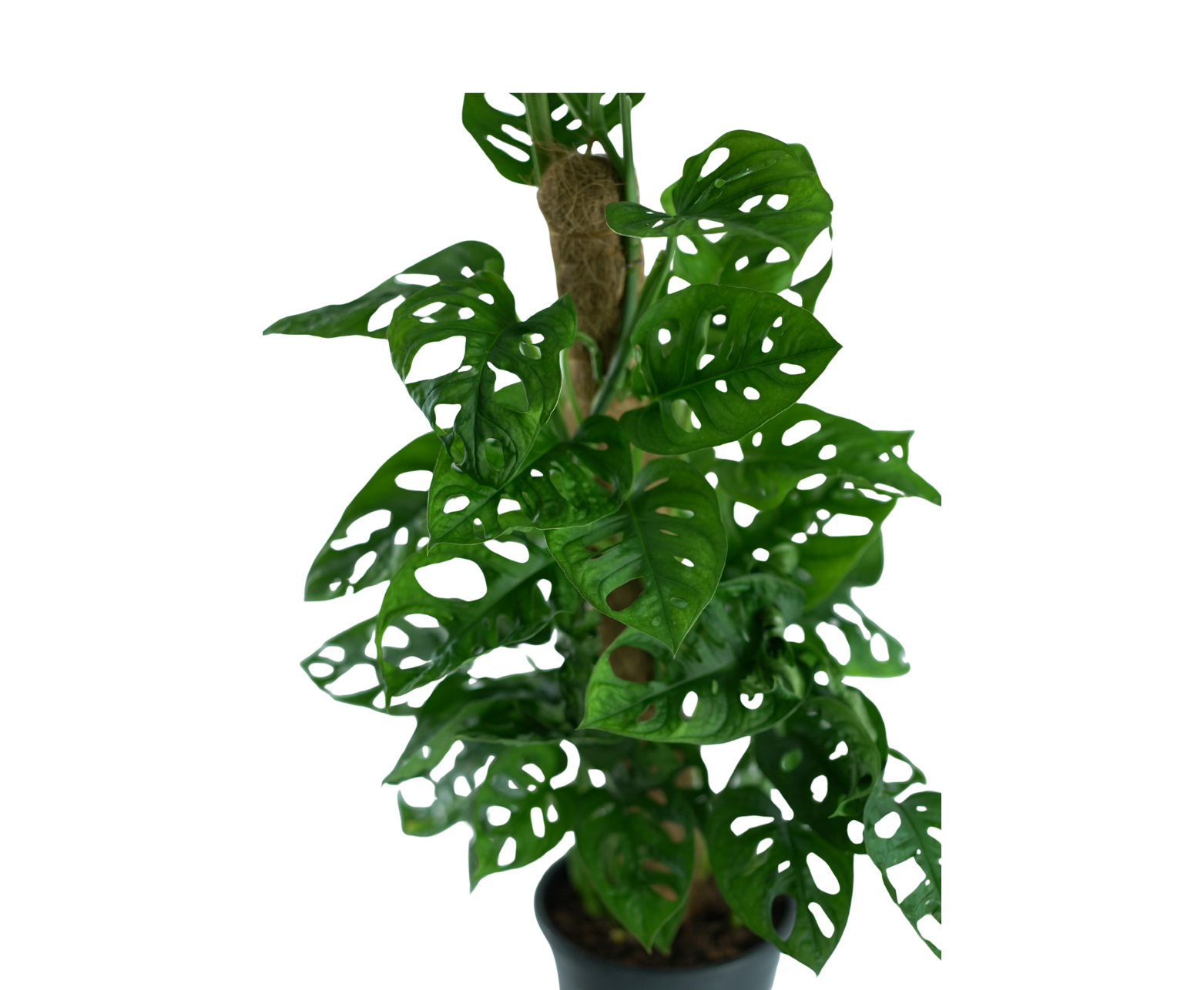 MONSTERA OBLIQUA 'Monkey Leaf' – egzotyczna roślina o dekoracyjnych li –  Hortorus