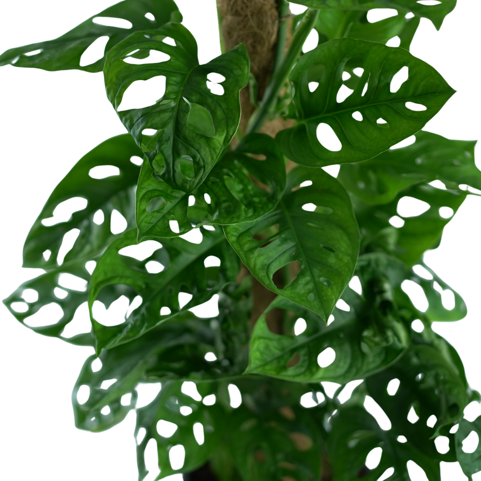 MONSTERA OBLIQUA 'MONKEY LEAF' Monstera perforowana XL