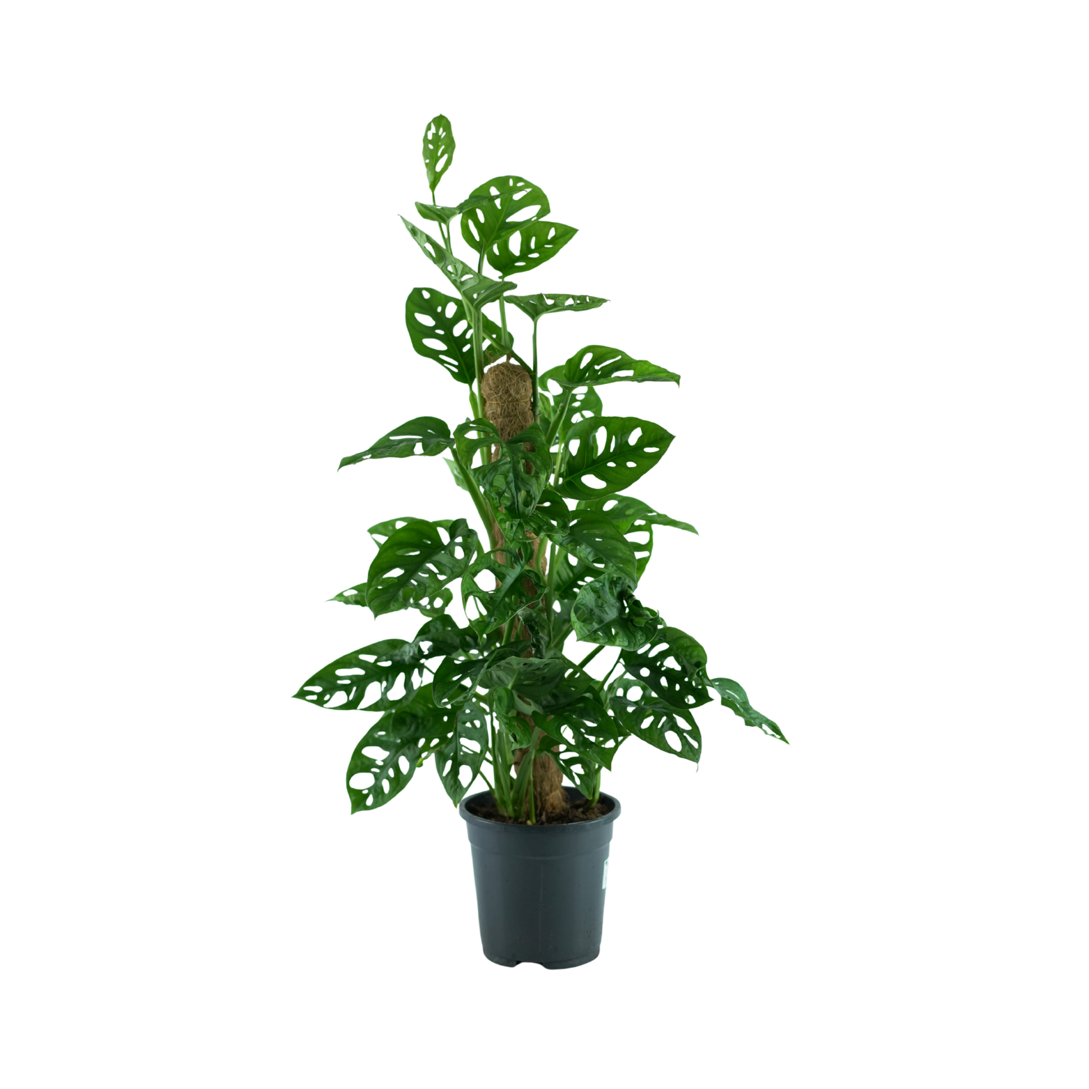 MONSTERA OBLIQUA 'MONKEY LEAF' Monstera perforowana XL