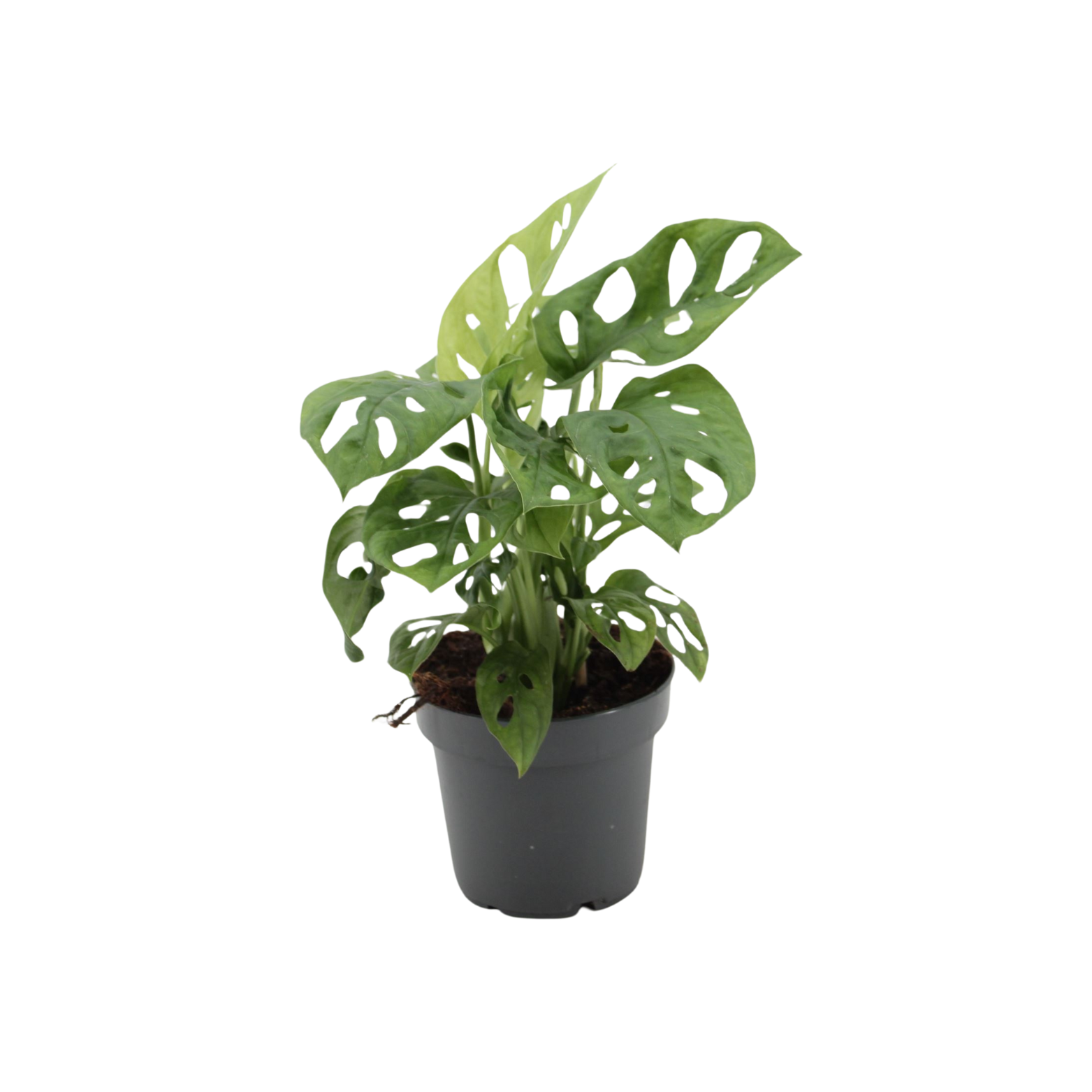 monstera obliqua monkey leaf