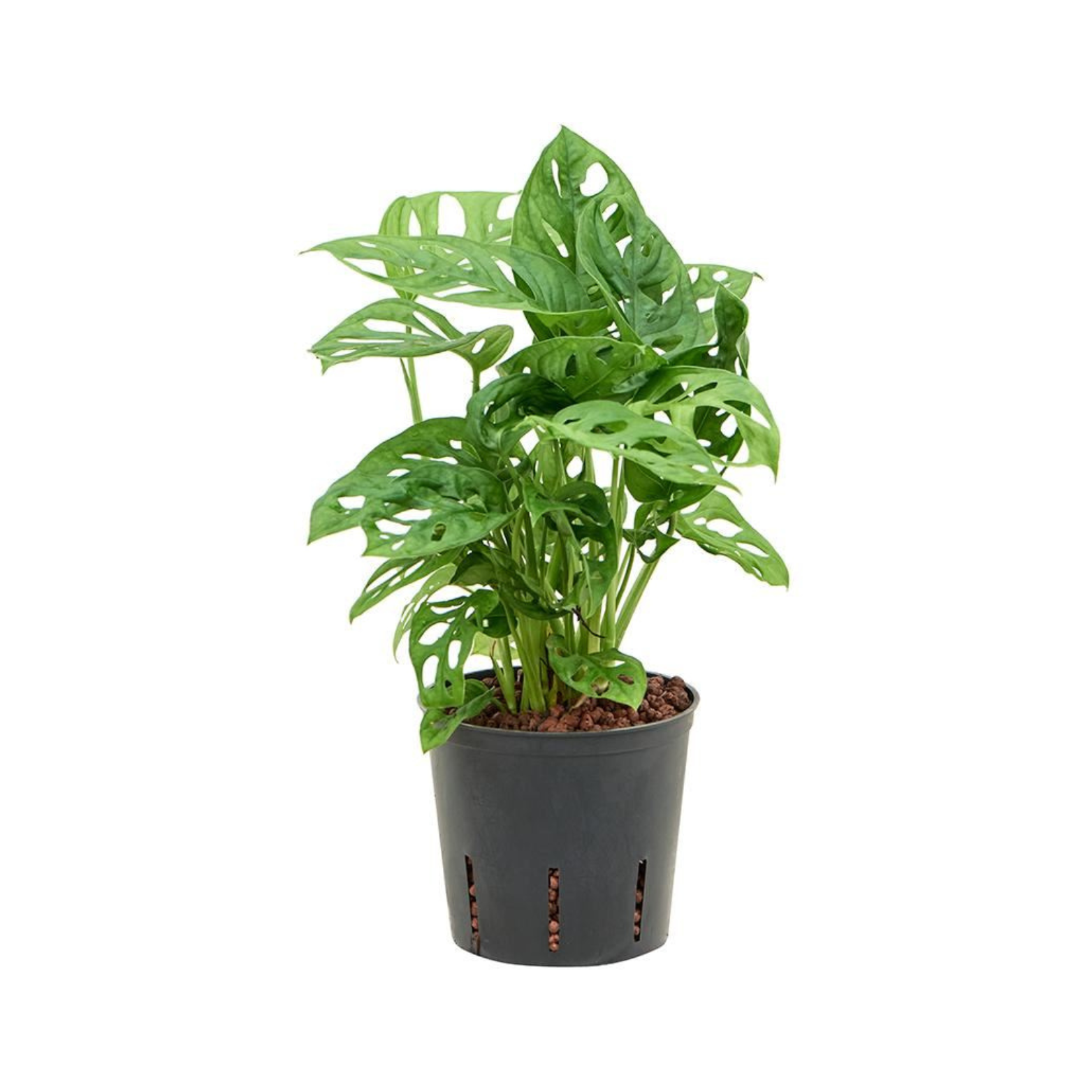 MONSTERA OBLIQUA Monstera perforowana