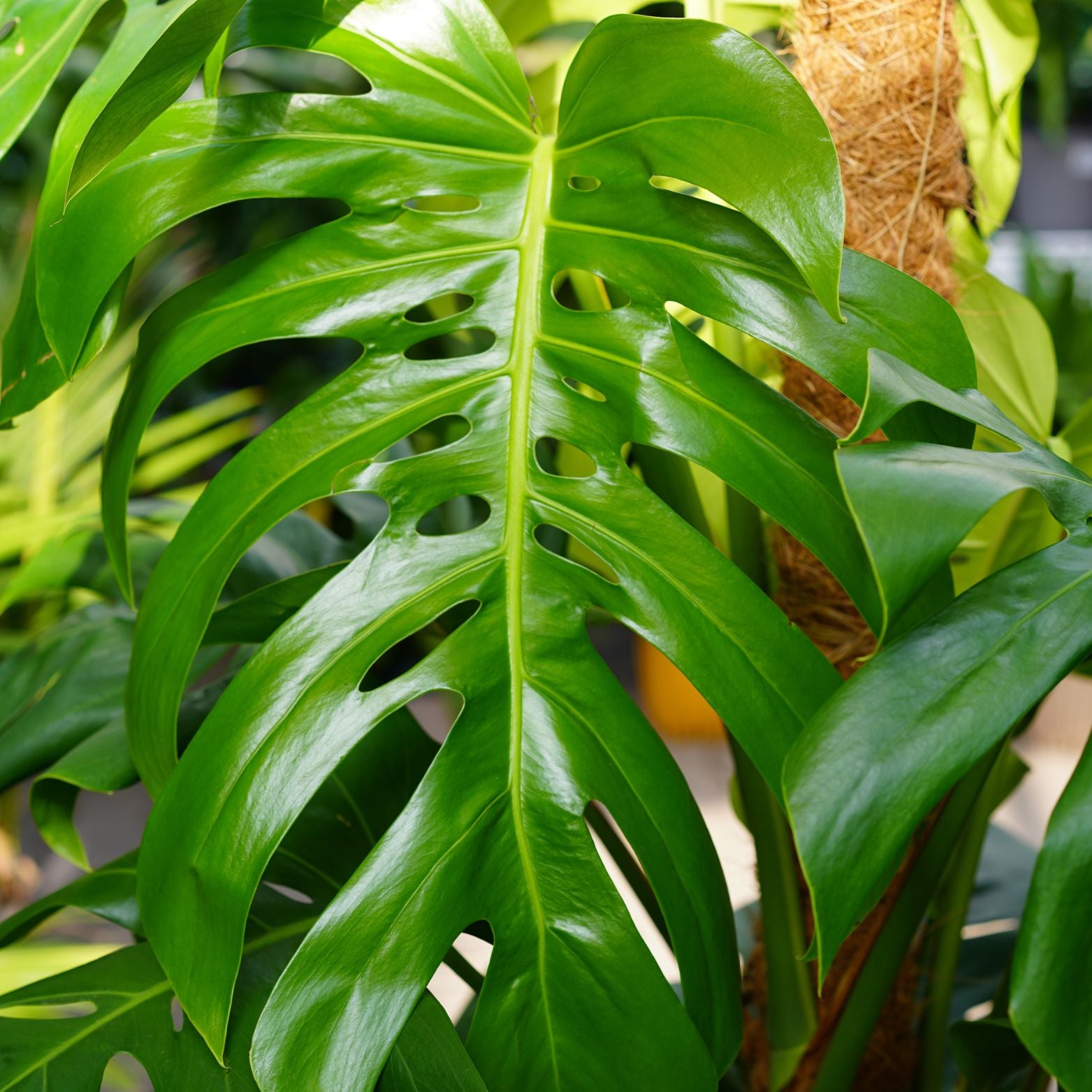 MONSTERA PERTUSUM Monstera