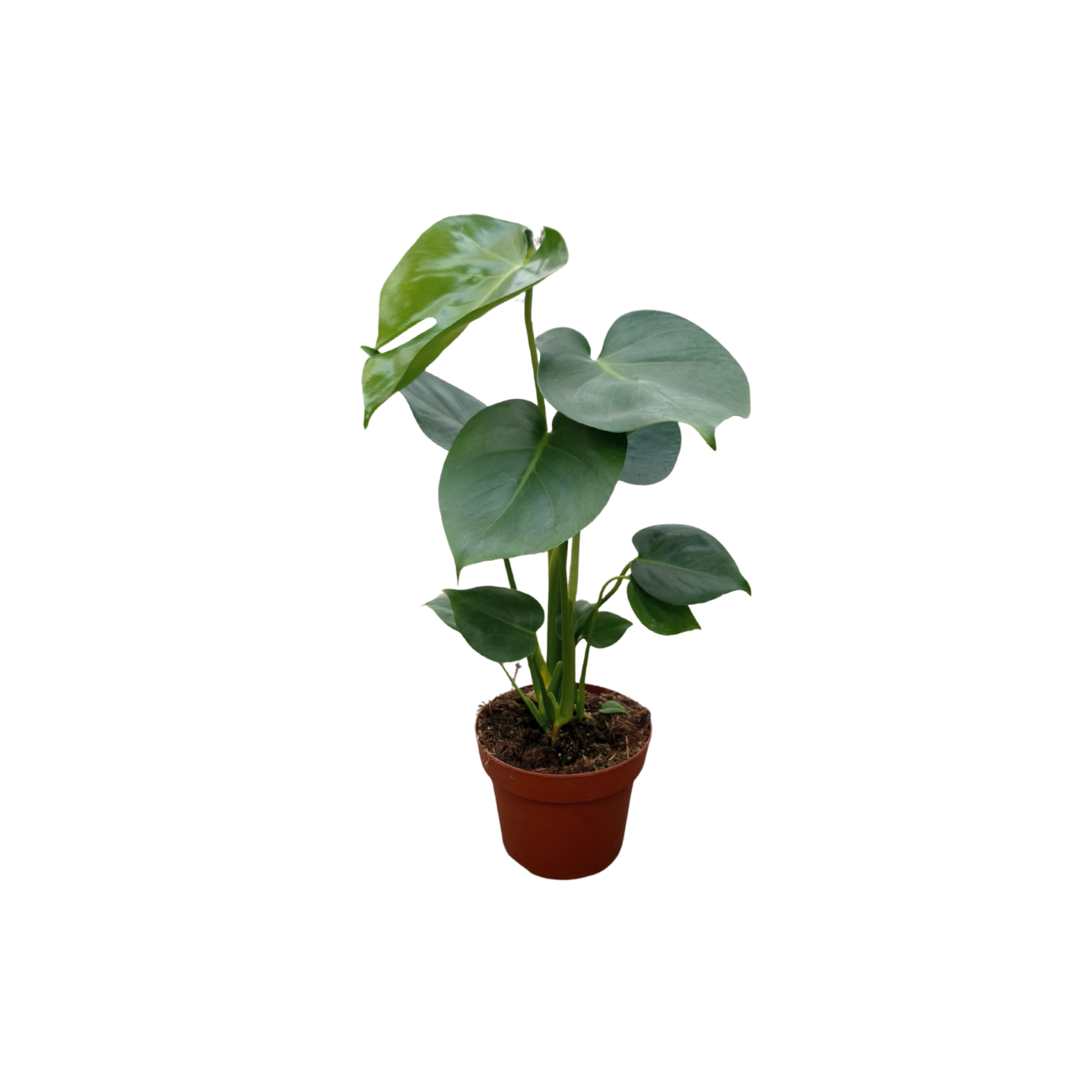 MONSTERA DELICIOSA Monstera dziurawa