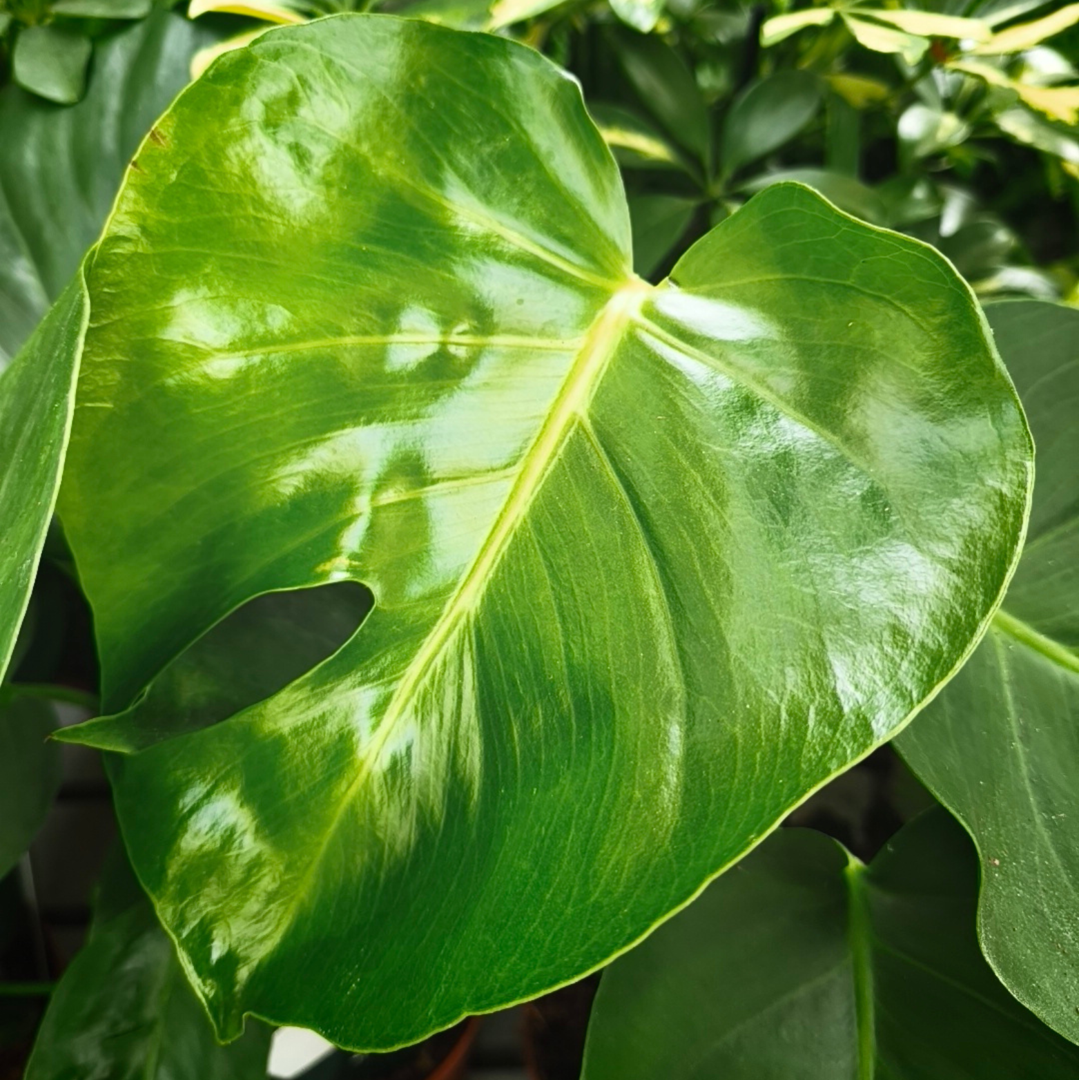 MONSTERA DELICIOSA Monstera dziurawa
