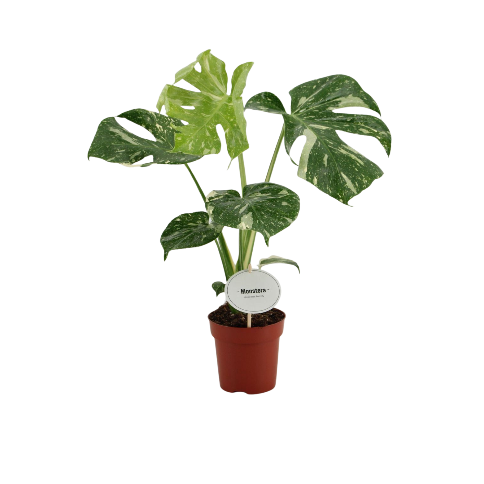 MONSTERA DELICIOSA 'THAI CONSTELATOIN' Monstera 