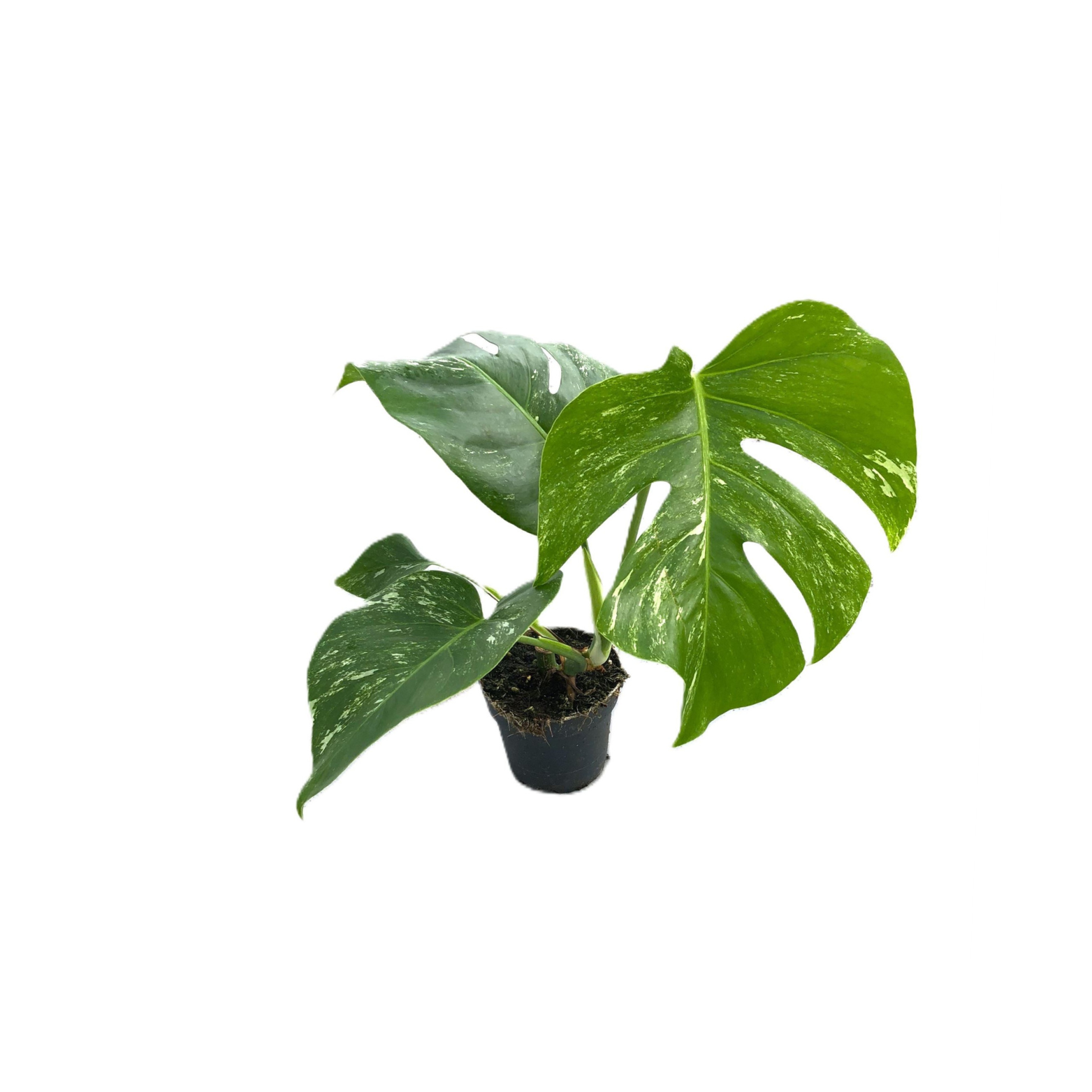 MONSTERA DELICIOSA 'VARIEGATA' Monstera