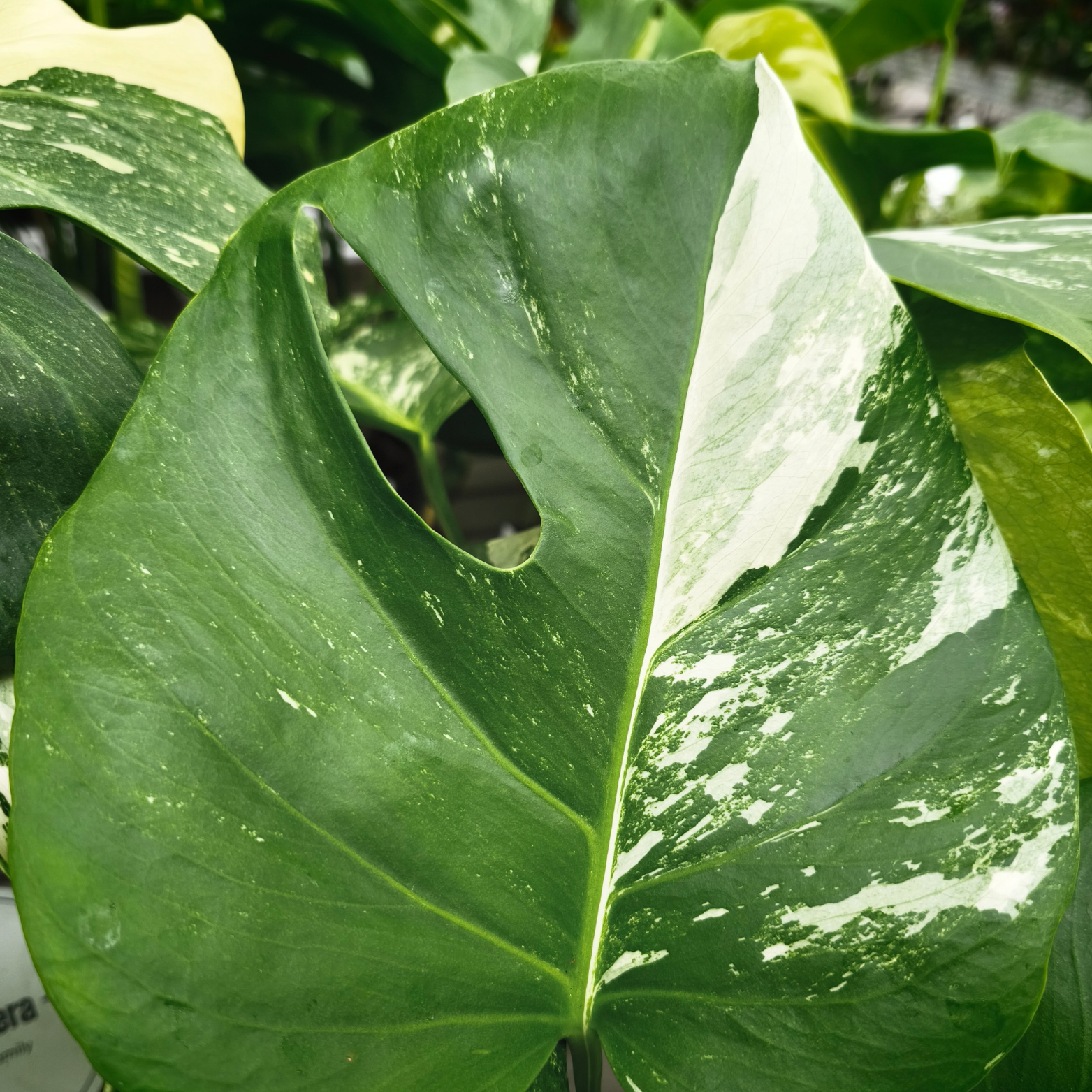 MONSTERA DELICIOSA 'VARIEGATA' Monstera