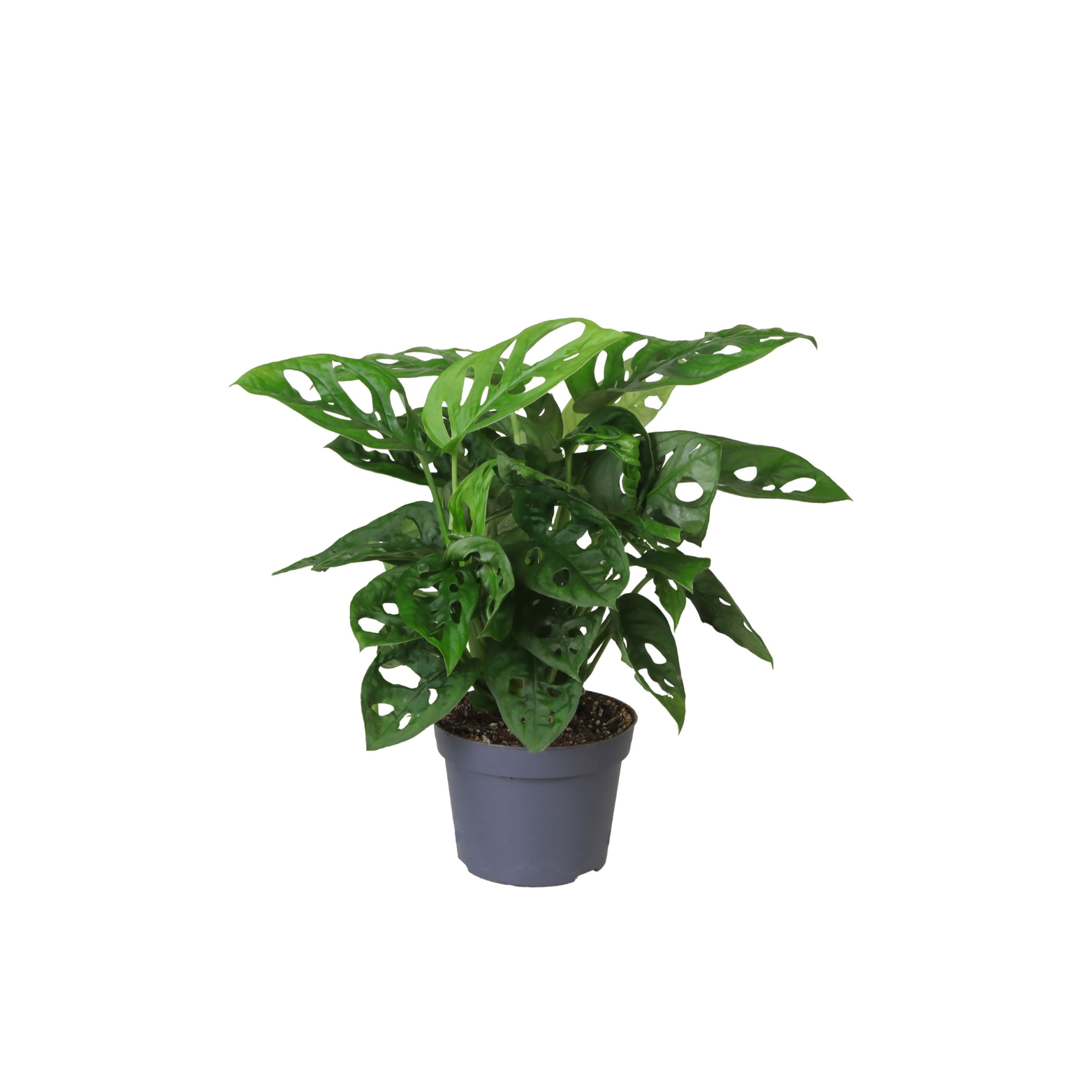 MONSTERA OBLIQUA Monstera perforowana