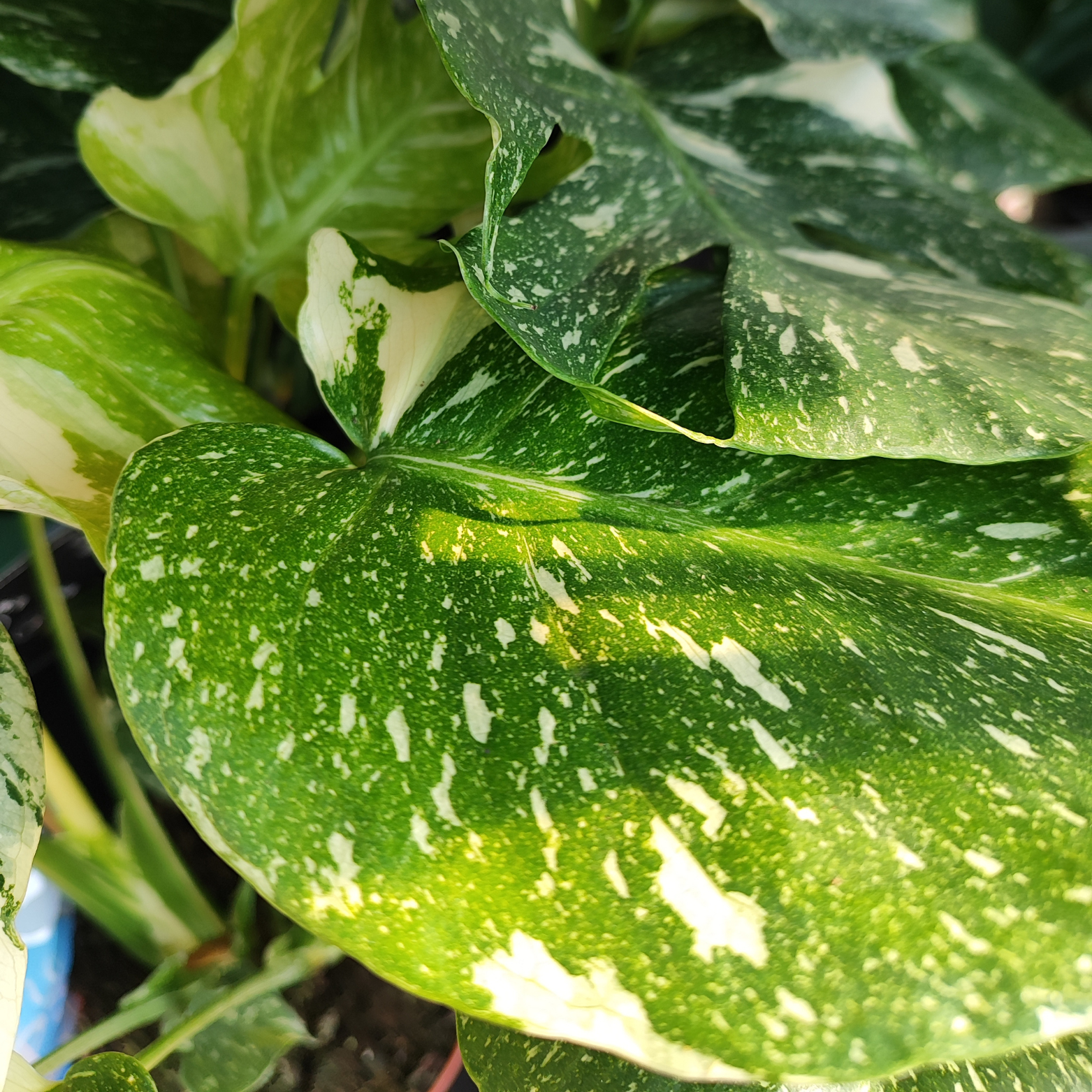 MONSTERA DELICIOSA 'THAI CONSTELATOIN' Monstera