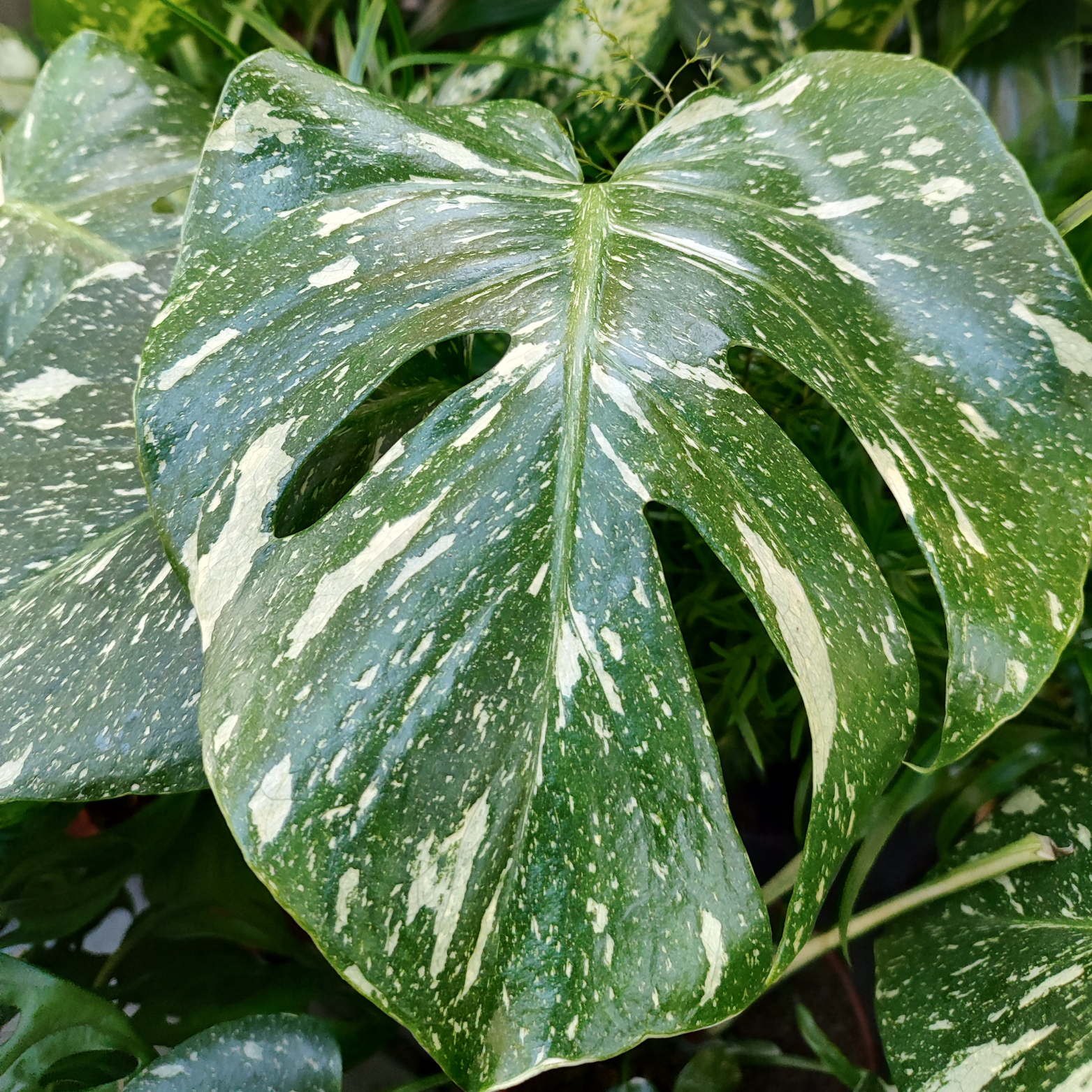 MONSTERA DELICIOSA 'THAI CONSTELATOIN' Monstera 