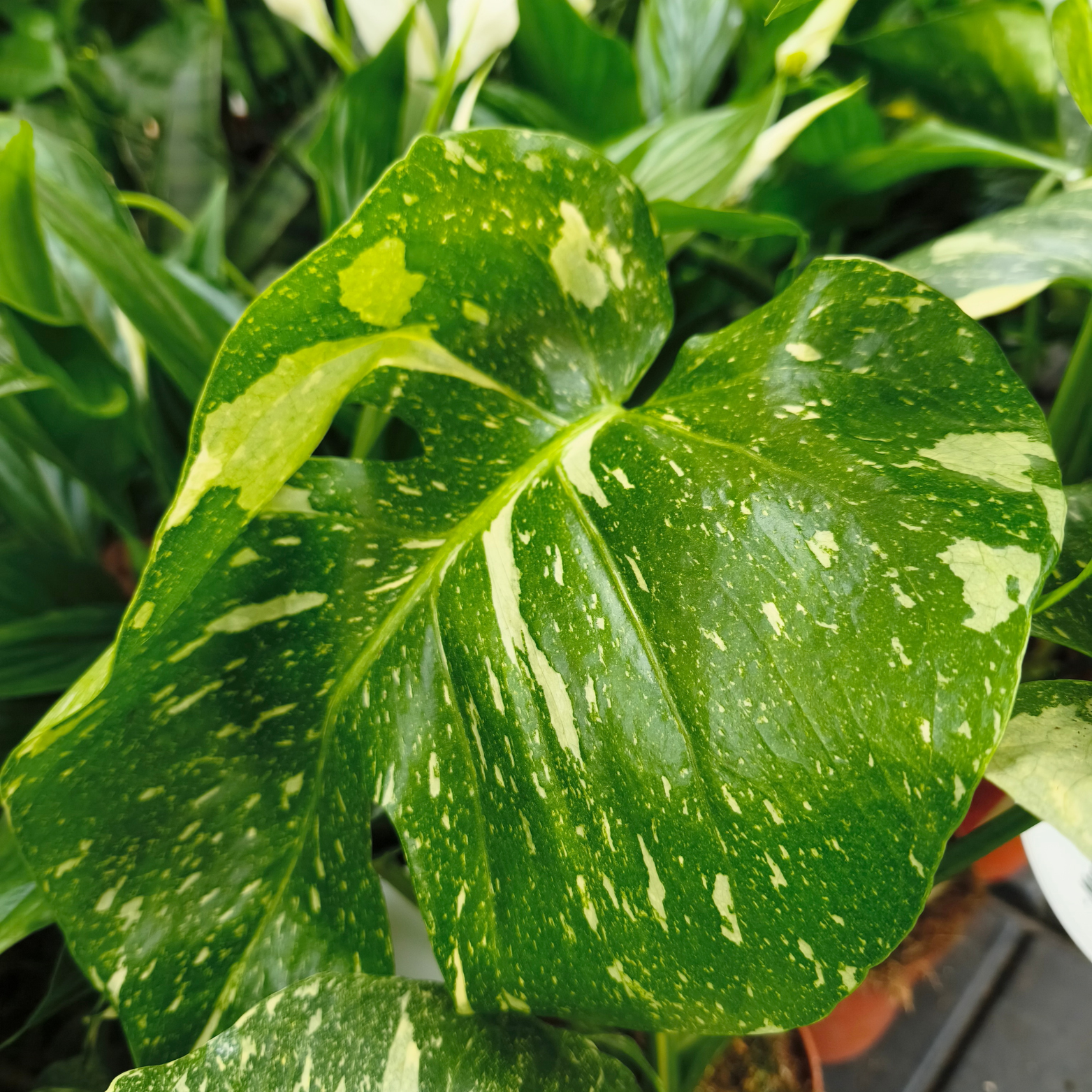 MONSTERA DELICIOSA 'THAI CONSTELATOIN' Monstera