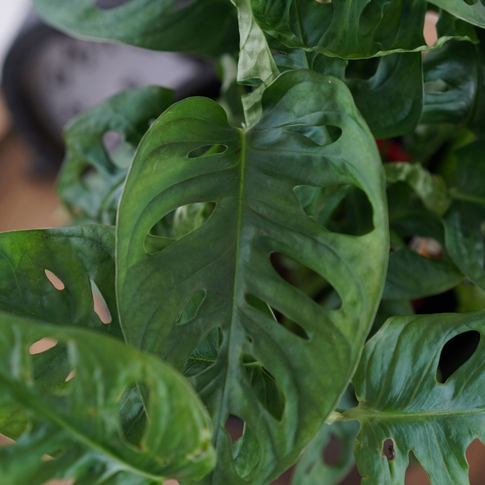 MONSTERA OBLIQUA 'MONKEY MASK' Monstera perforowana