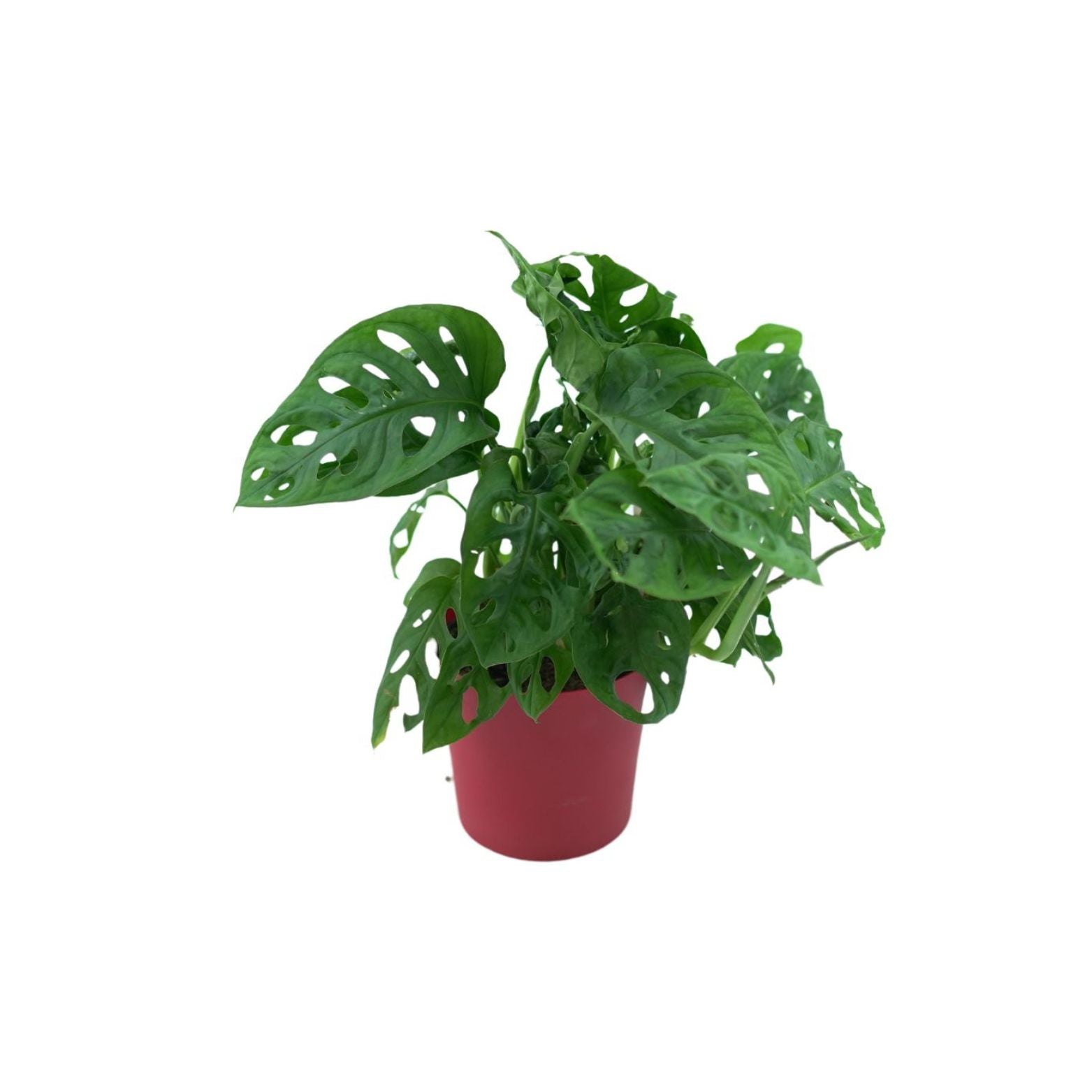 MONSTERA OBLIQUA 'MONKEY MASK' Monstera perforowana