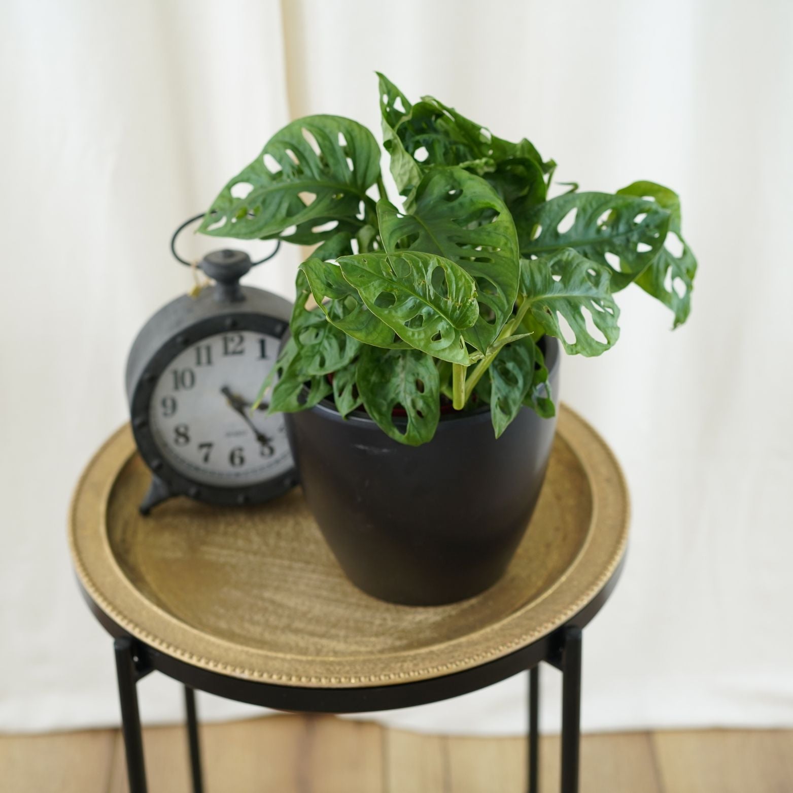 MONSTERA OBLIQUA 'MONKEY MASK' Monstera perforowana