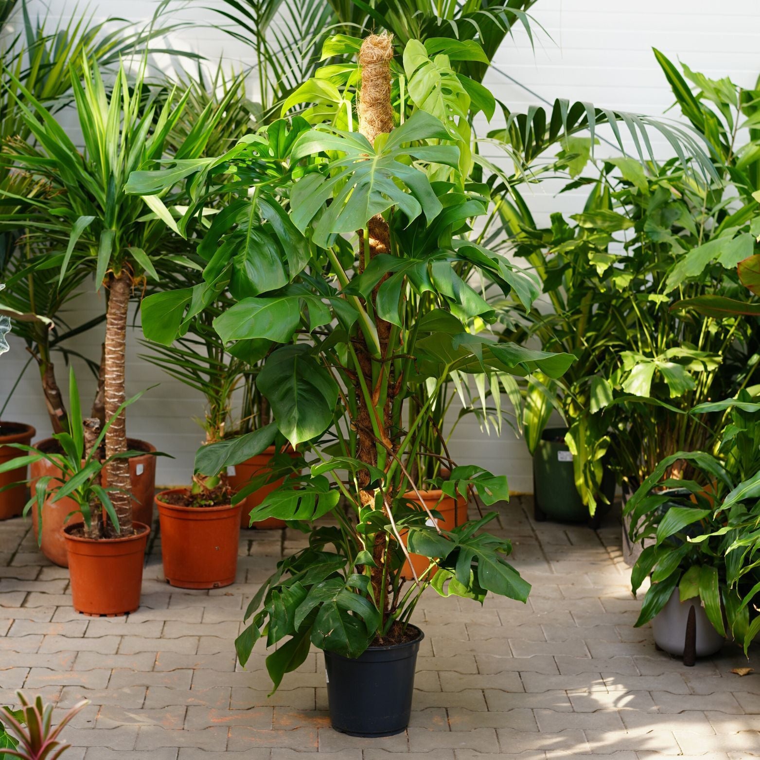 MONSTERA PERTUSUM Monstera