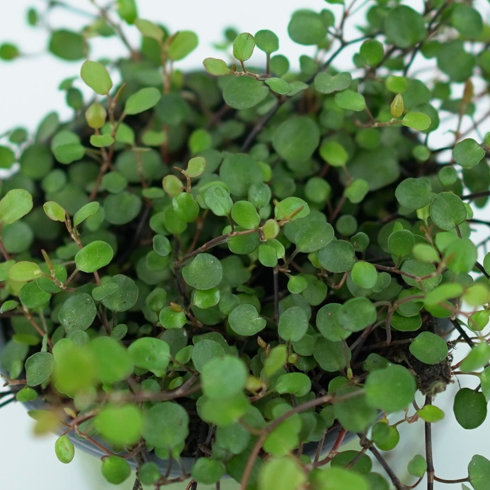 MUEHLENBECKIA COMPLEXA Mulenbekia