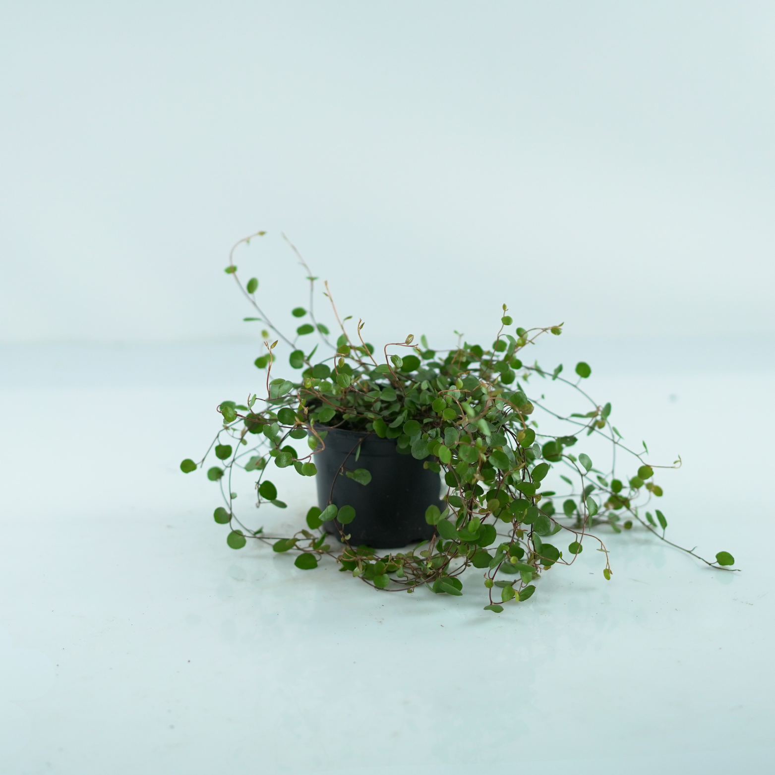 MUEHLENBECKIA COMPLEXA Mulenbekia