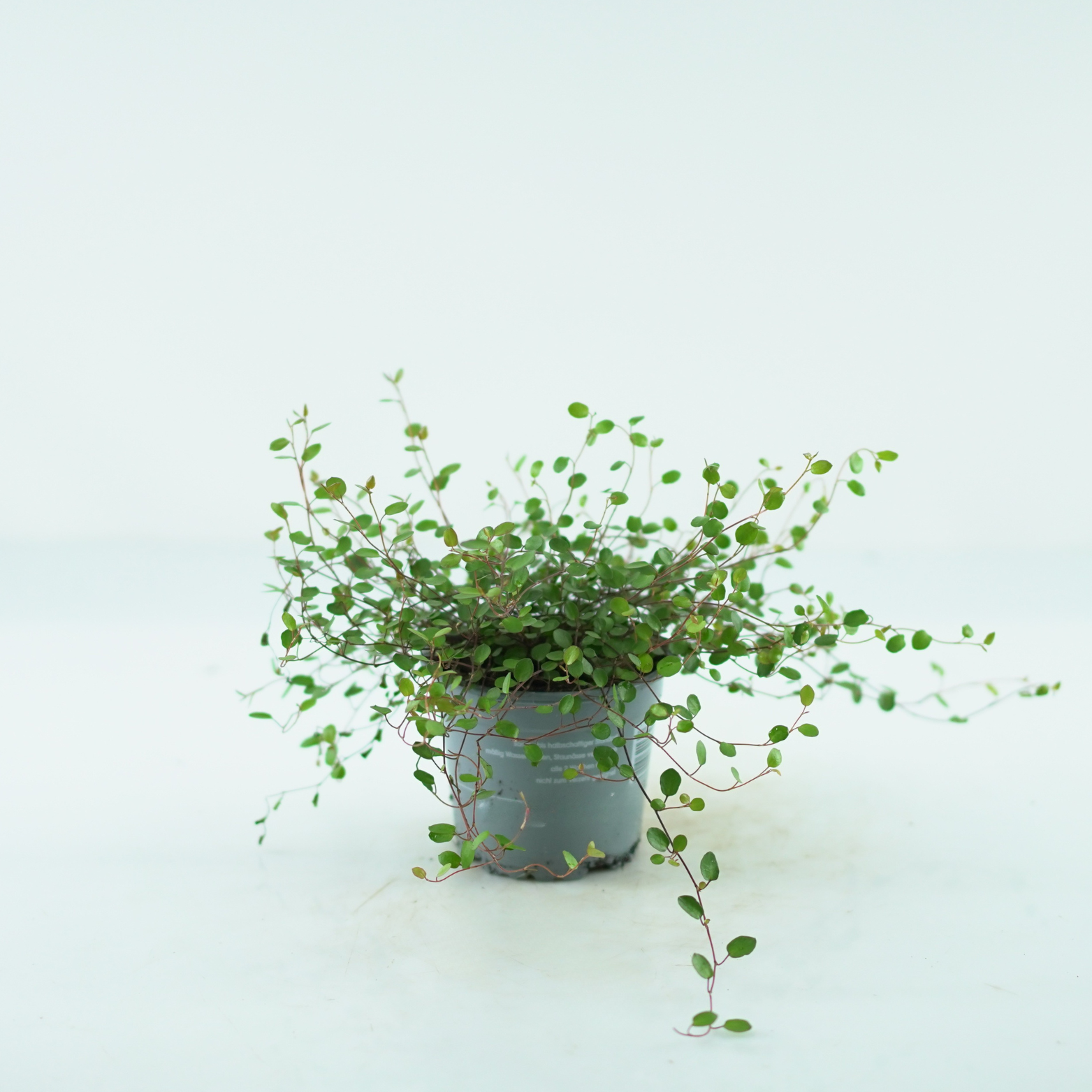 MUEHLENBECKIA COMPLEXA Mulenbekia