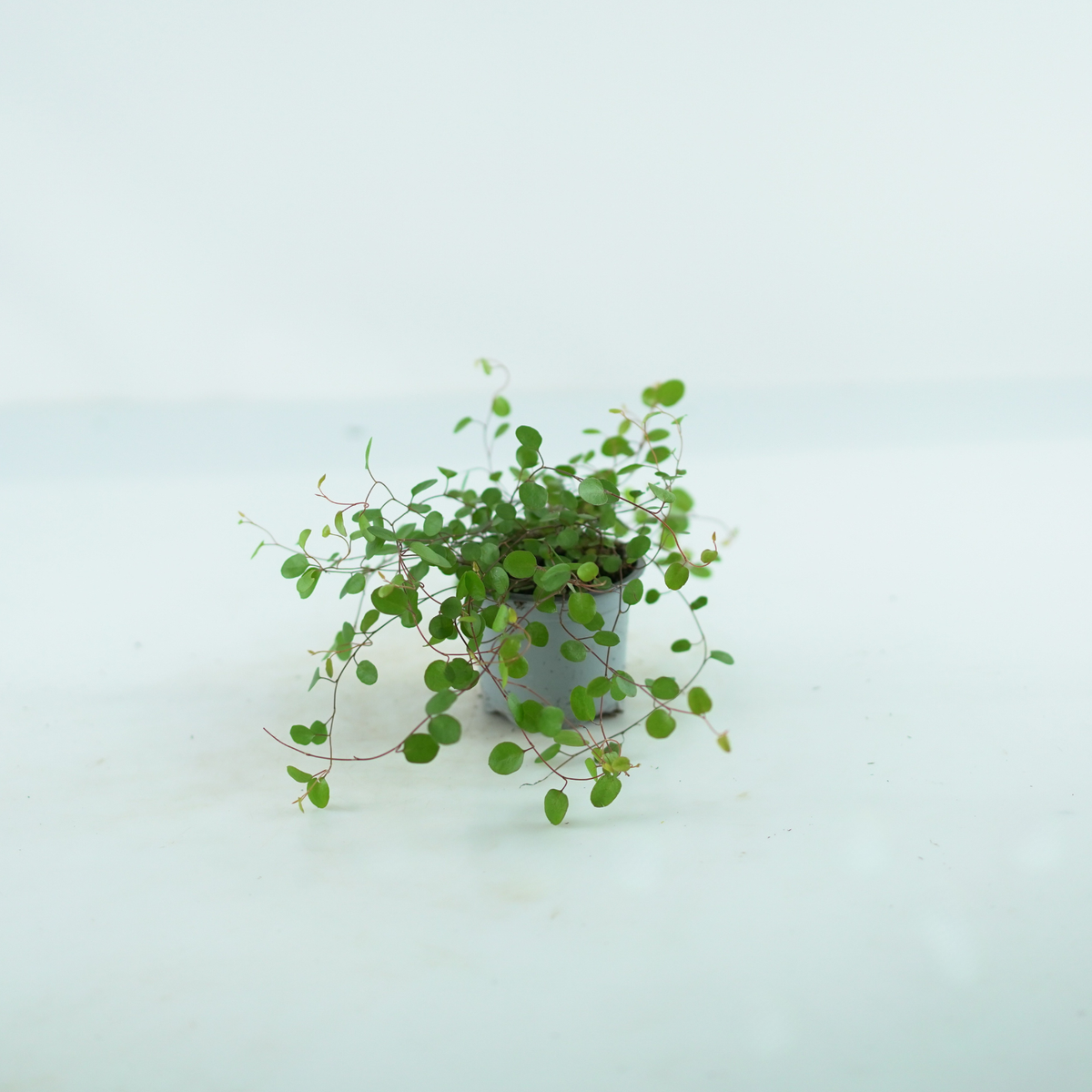 MUEHLENBECKIA COMPLEXA Mulenbekia