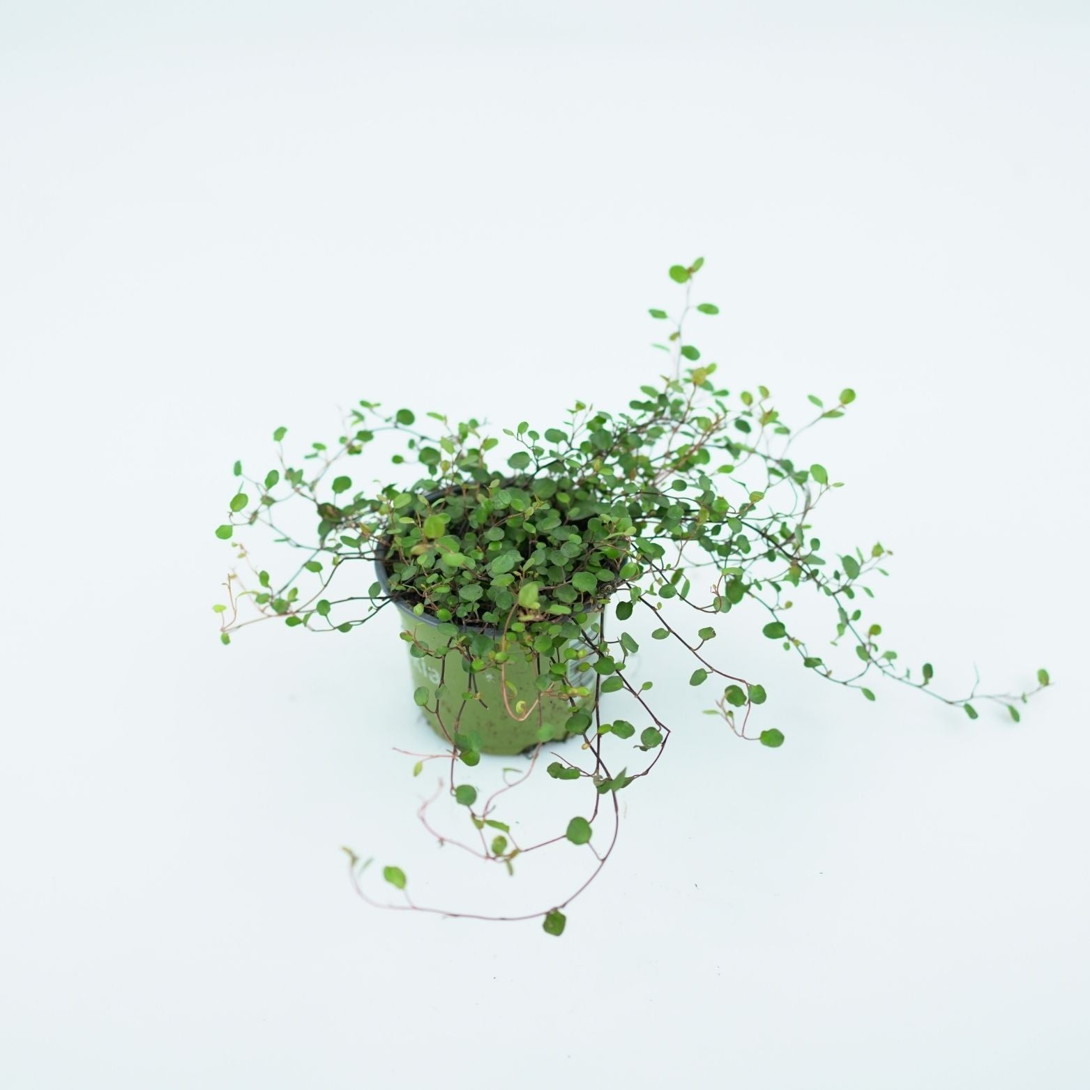 MUEHLENBECKIA COMPLEXA Mulenbekia