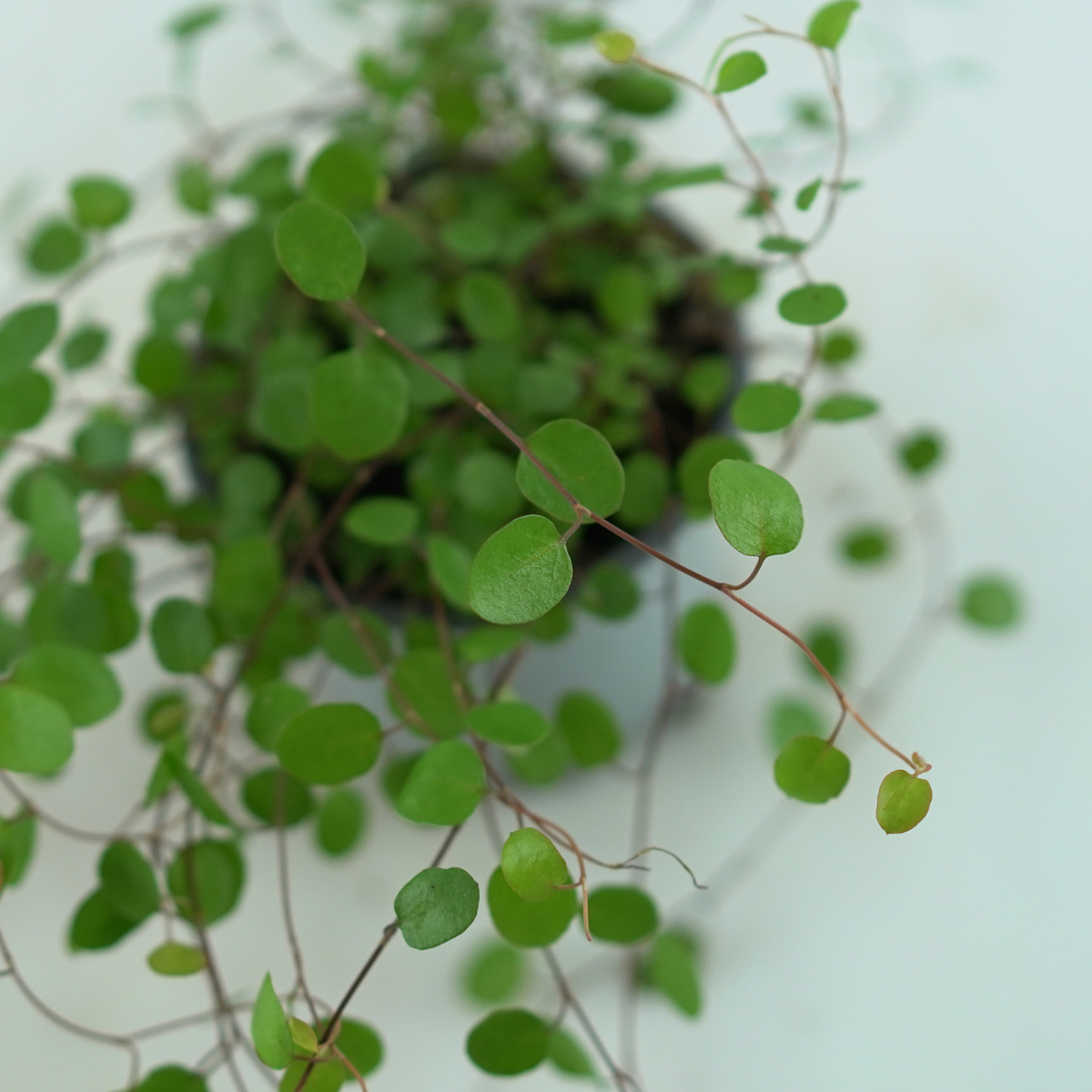 MUEHLENBECKIA COMPLEXA Mulenbekia