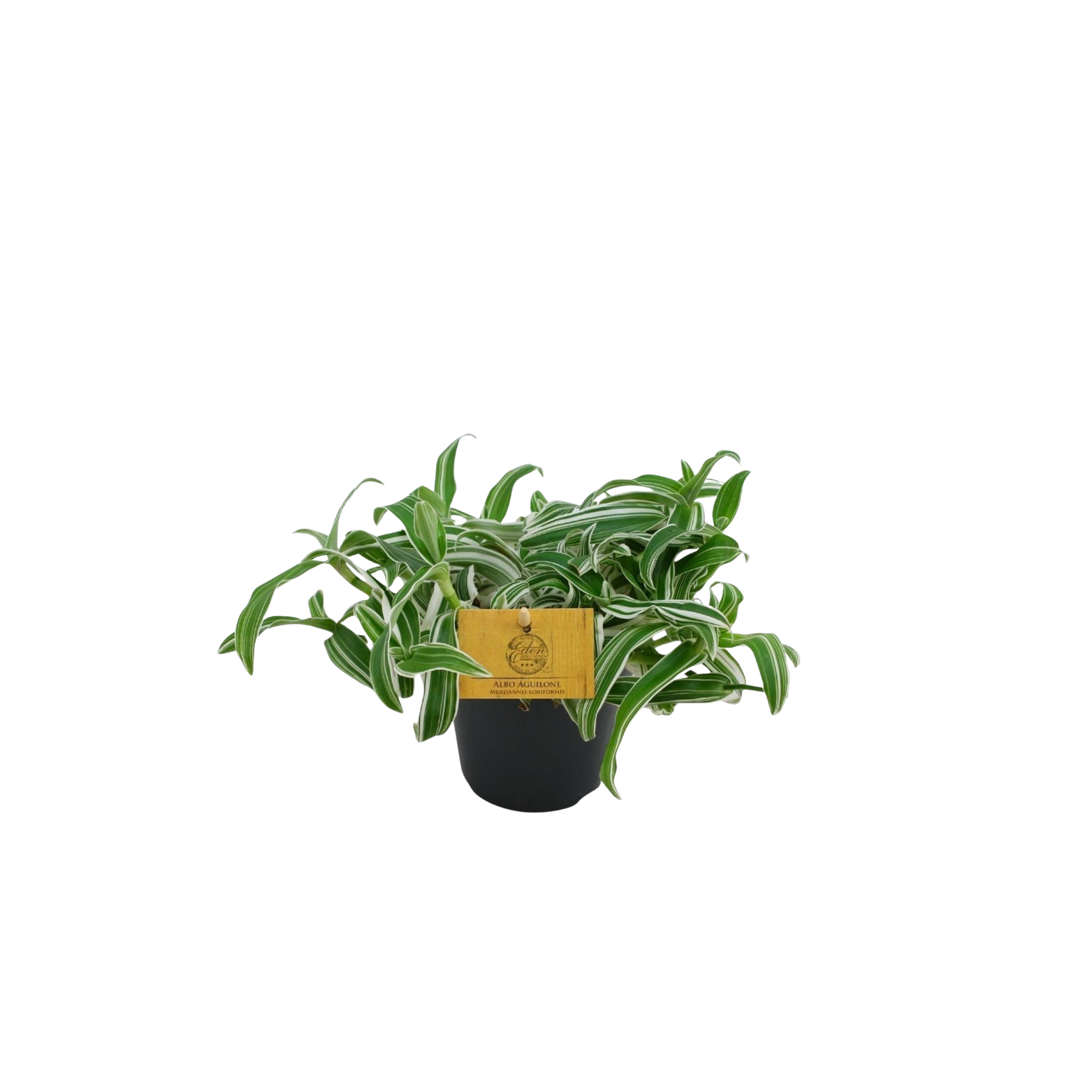 MURDANNIA LORIFORMIS 'BRIGHT STAR'