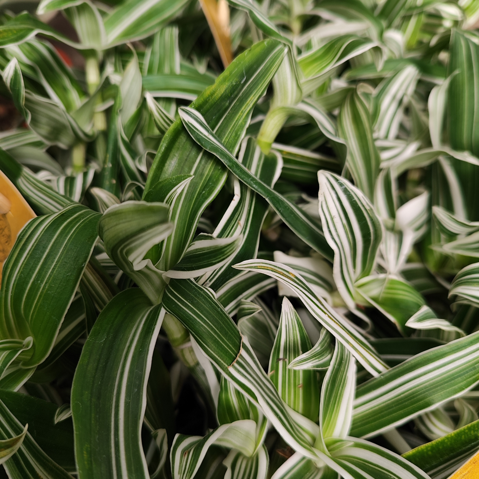 MURDANNIA LORIFORMIS 'BRIGHT STAR'