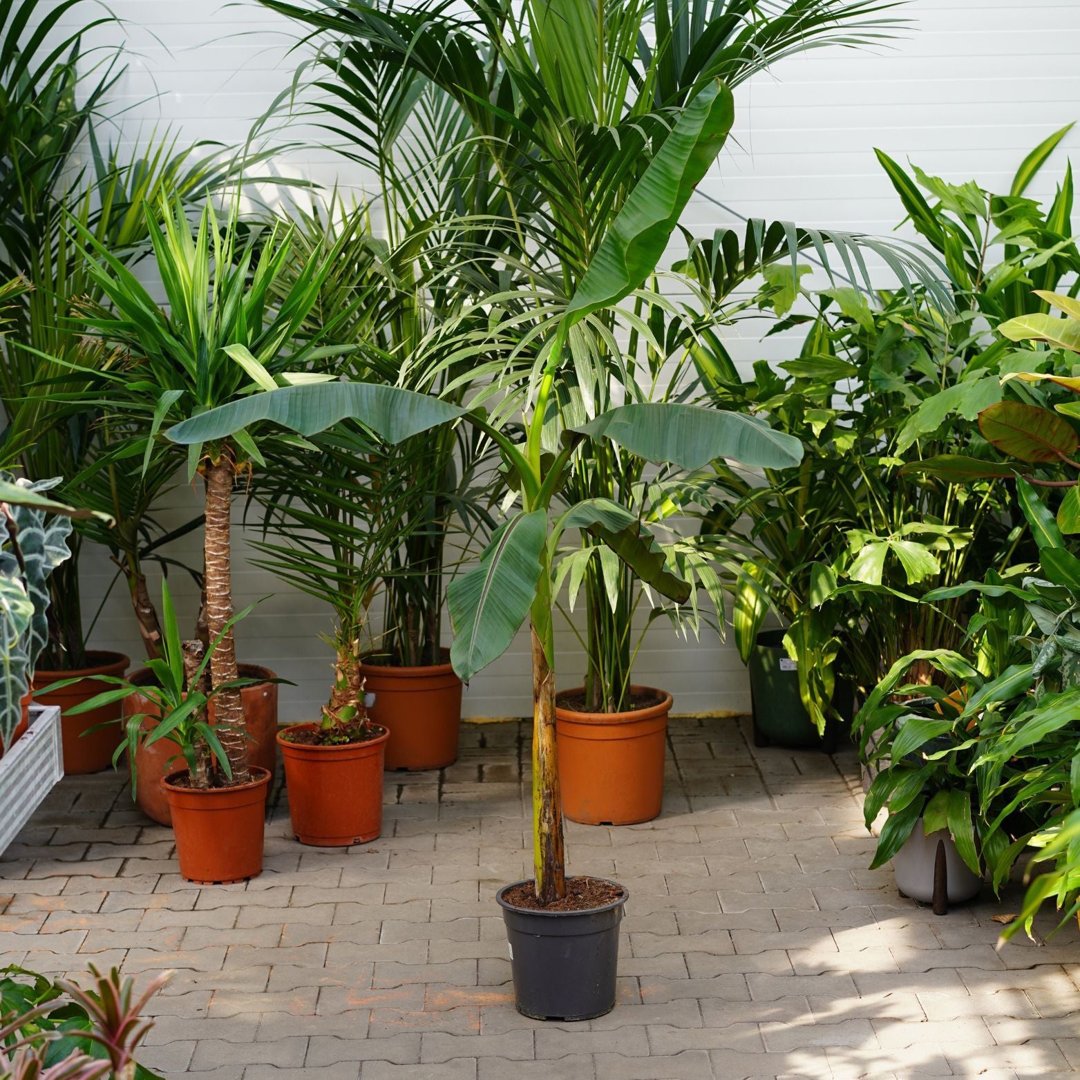 MUSA SIKKIMENSIS 'RED TIGER' Bananowiec