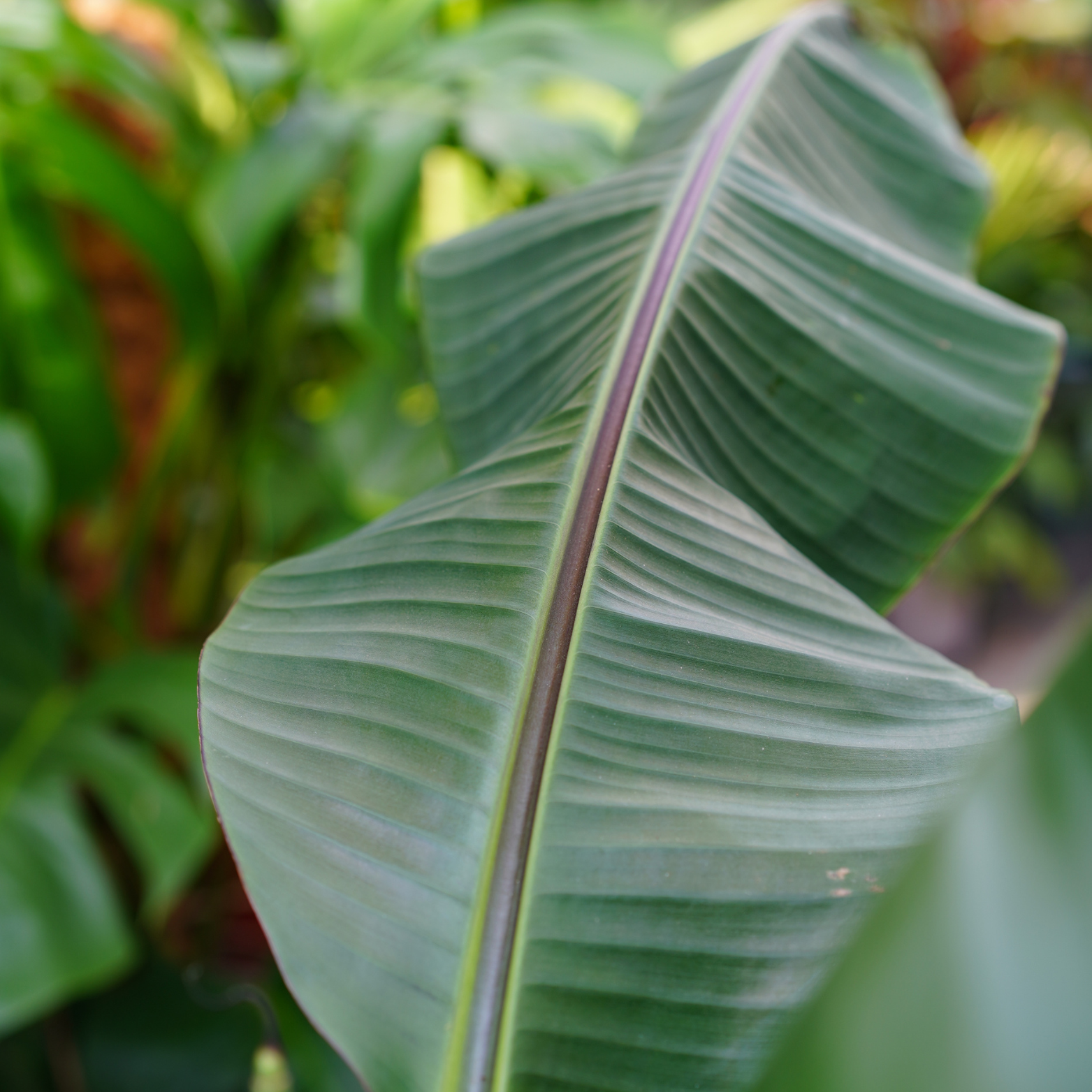 MUSA SIKKIMENSIS 'RED TIGER' Bananowiec