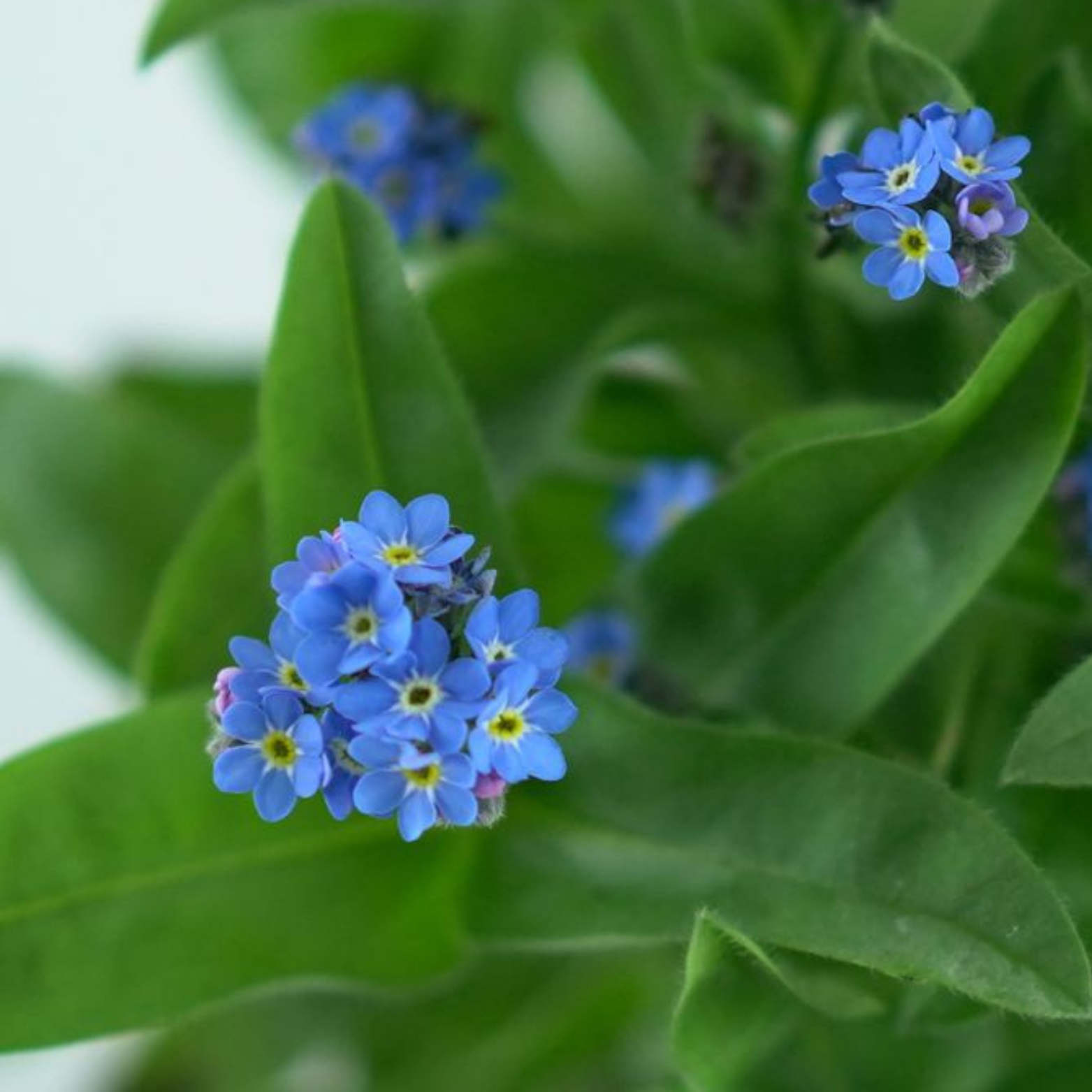 MYOSOTIS SYLVATICA Niezapominajka leśna