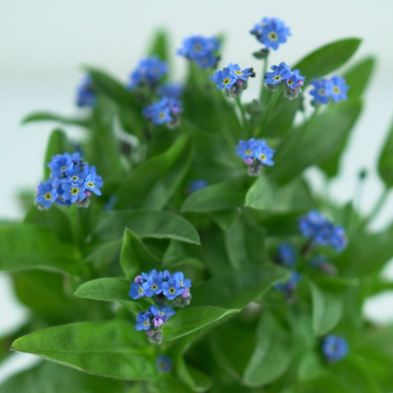 MYOSOTIS SYLVATICA Niezapominajka leśna