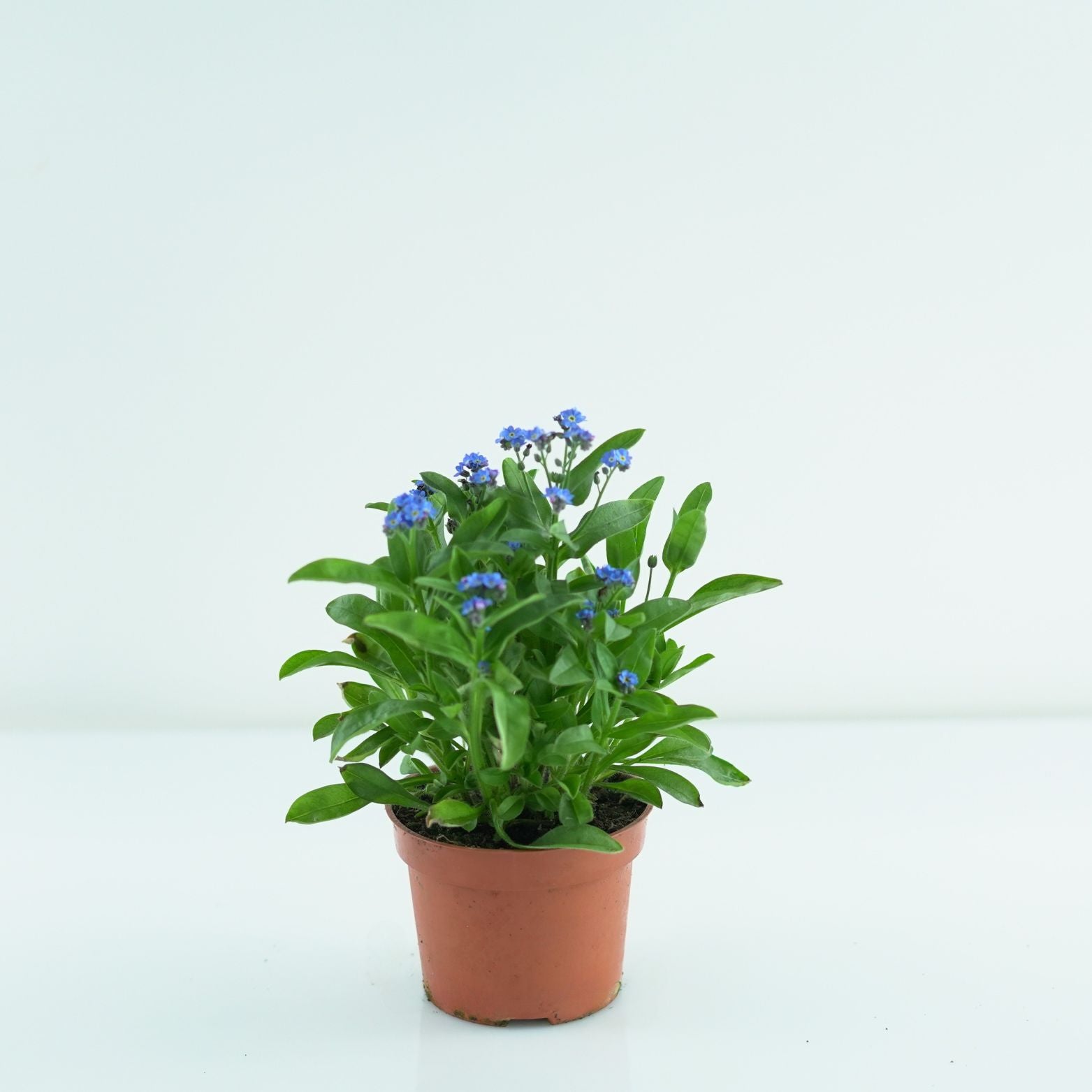 MYOSOTIS SYLVATICA Niezapominajka leśna