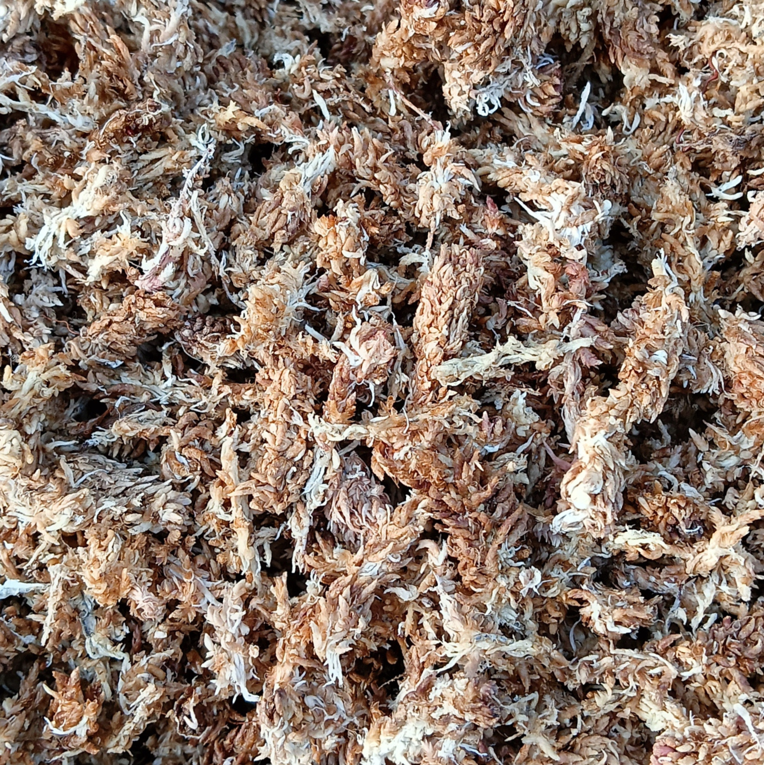 Mech Sphagnum Naturalny mech torfowiec