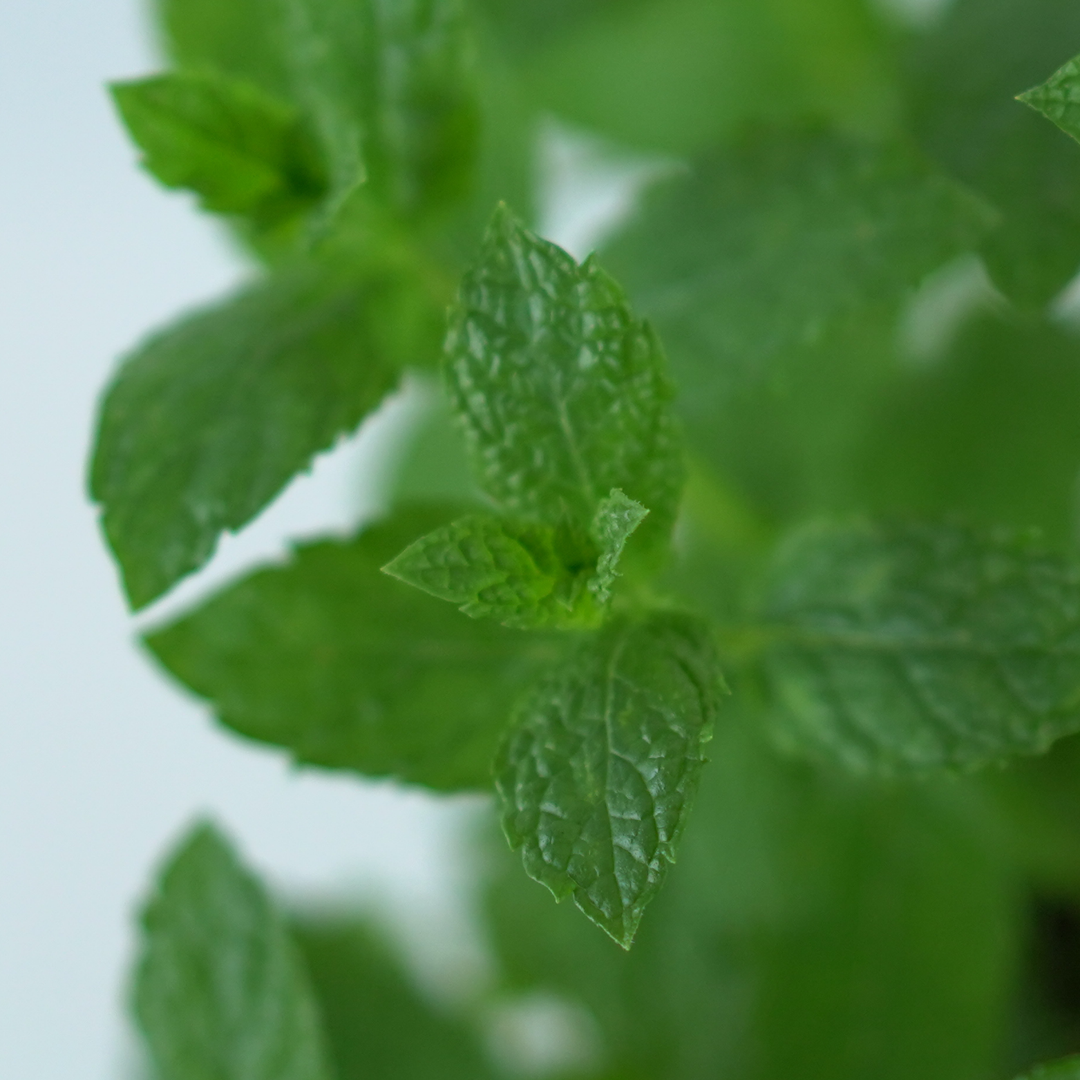 MENTHA Mięta