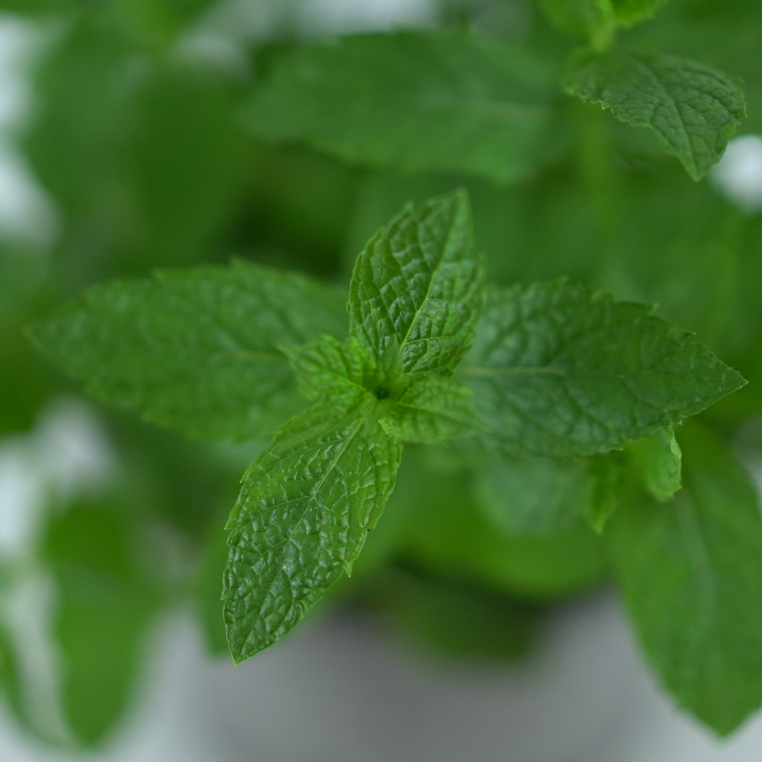 MENTHA Mięta