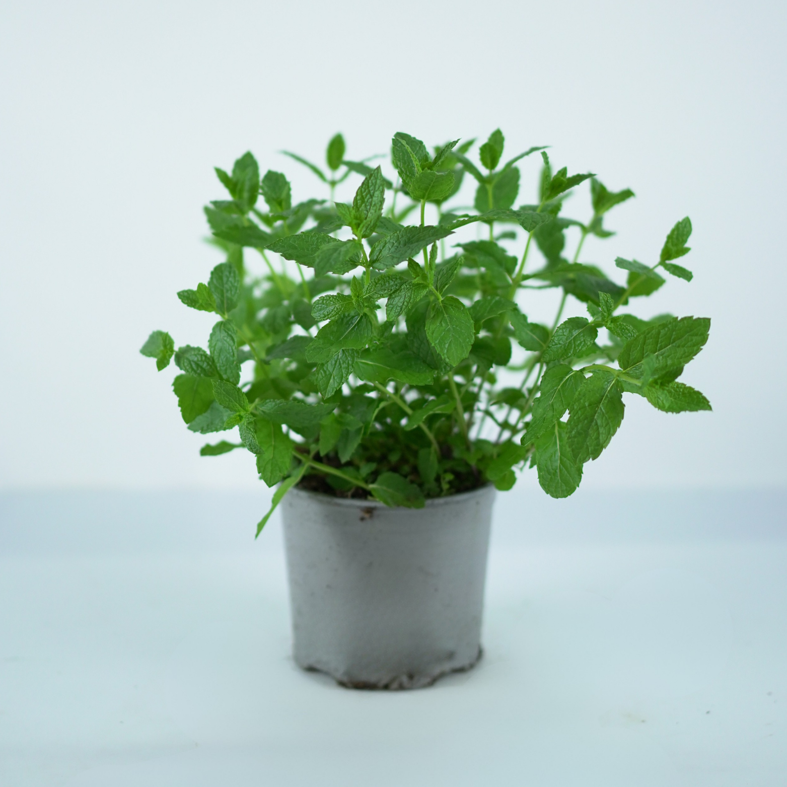 MENTHA Mięta