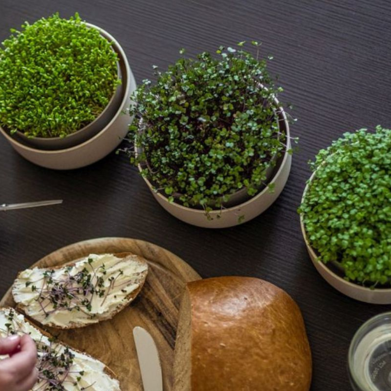 Microgreens pojemnik do uprawy