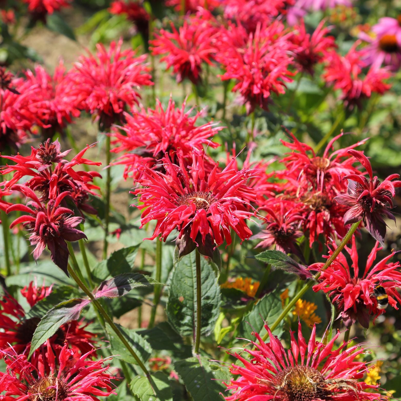 MONARDA DIDYMA 'Bee Happy' Pysznogłówka