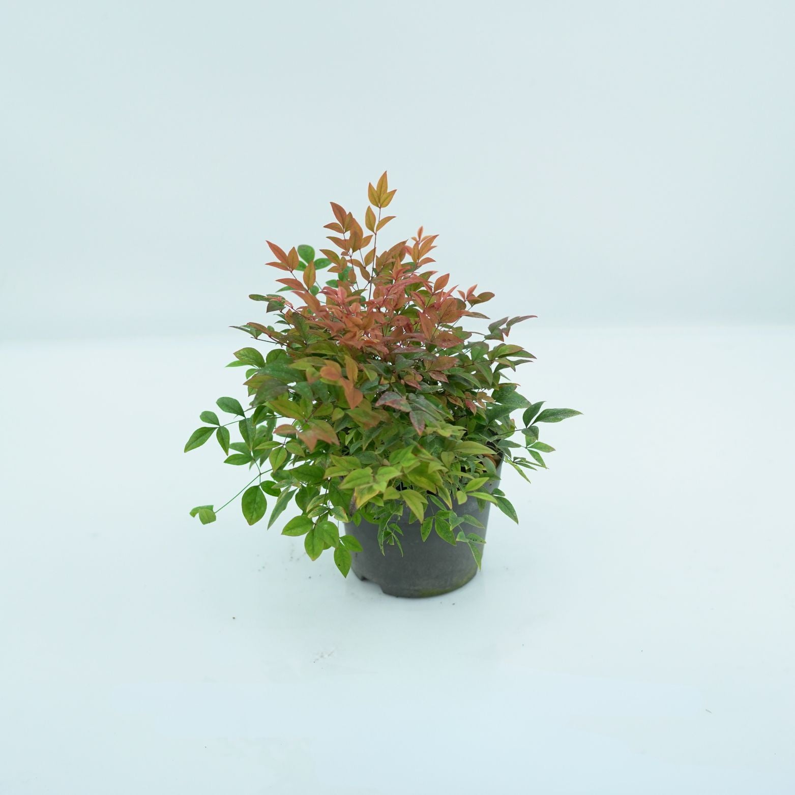 NANDINA DOMESTICA 'GULFSTREAM' Nandina domowa