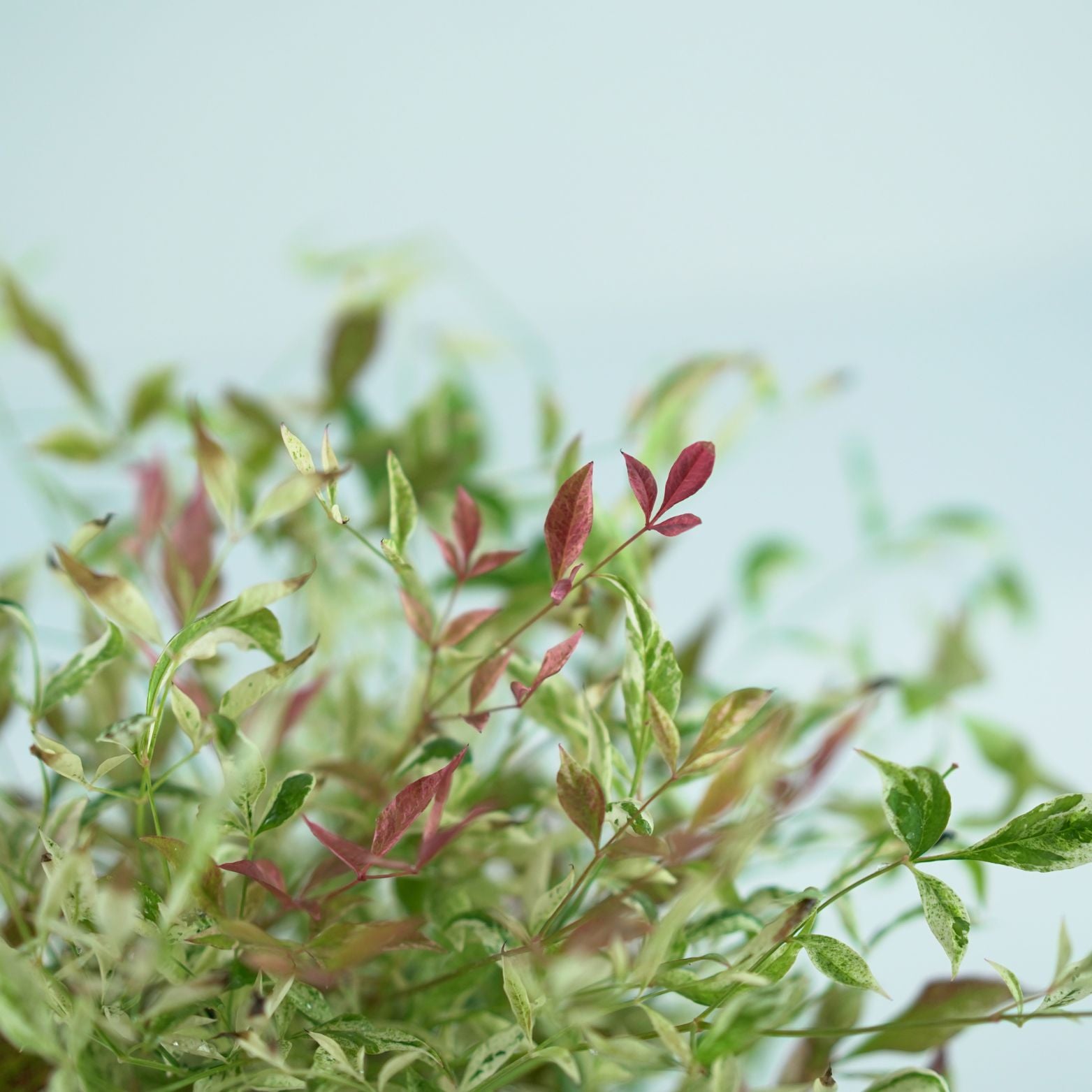 NANDINA DOMESTICA Niebiański bambus