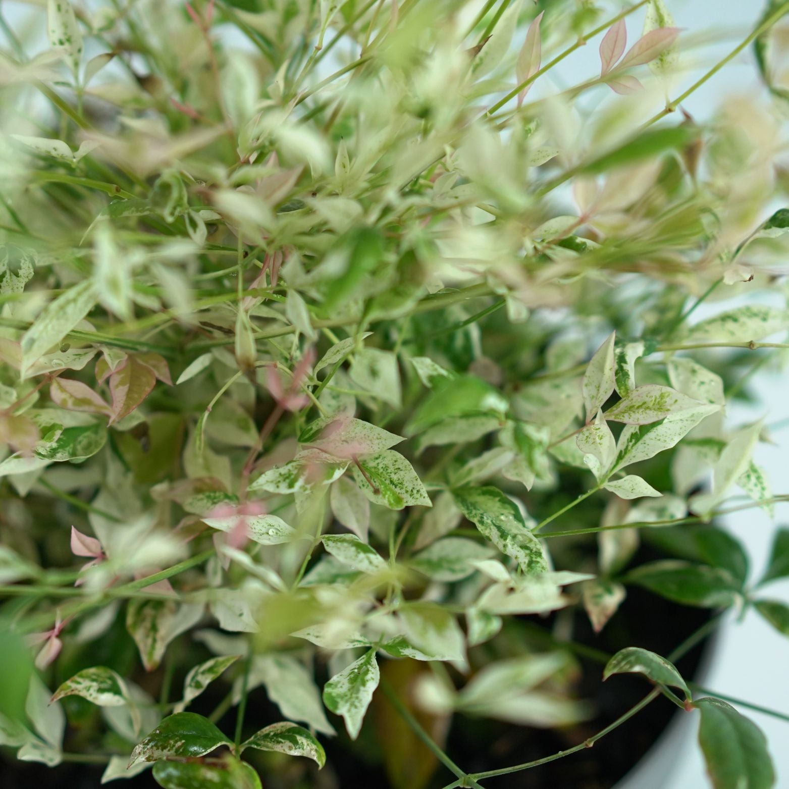 NANDINA DOMESTICA Niebiański bambus
