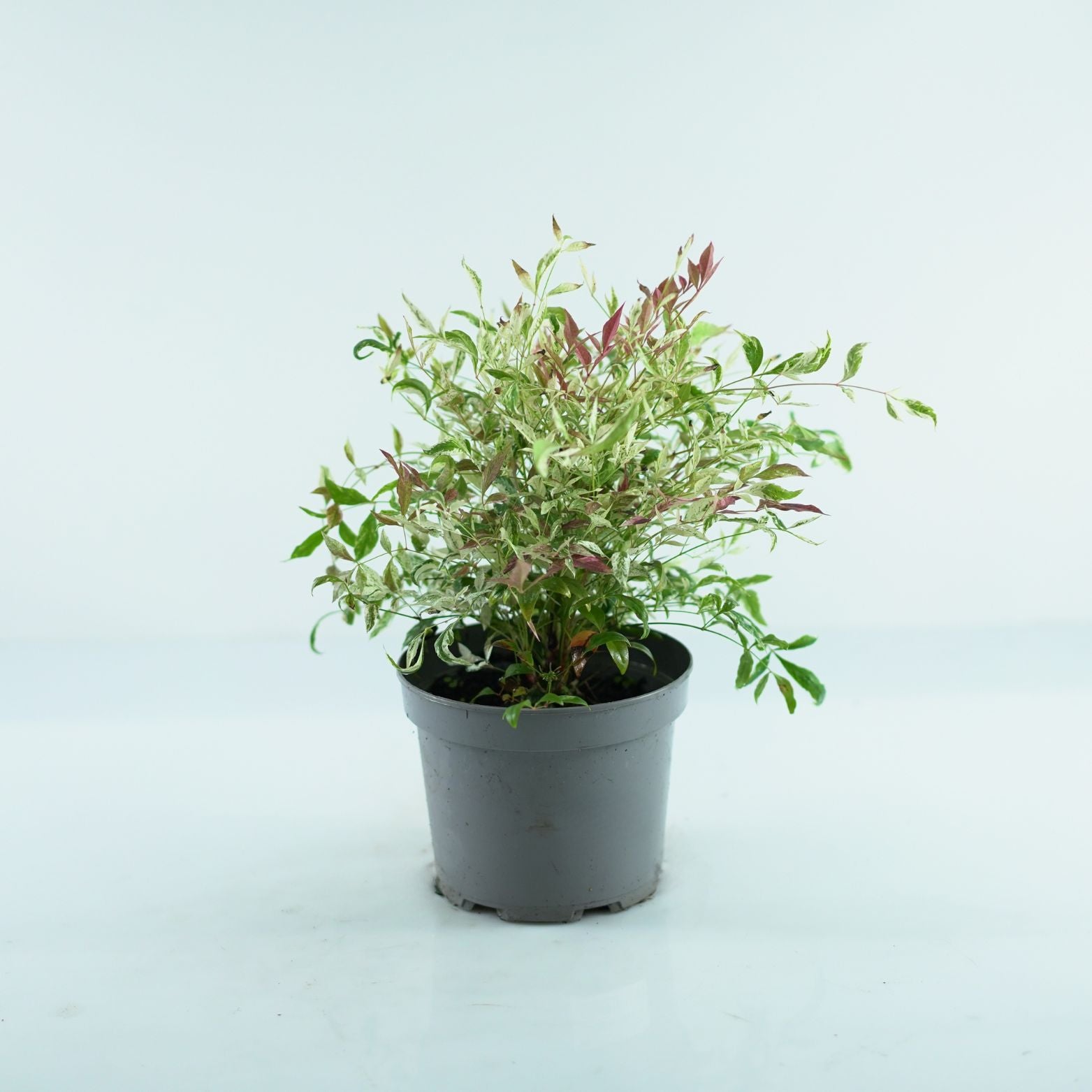NANDINA DOMESTICA Niebiański bambus