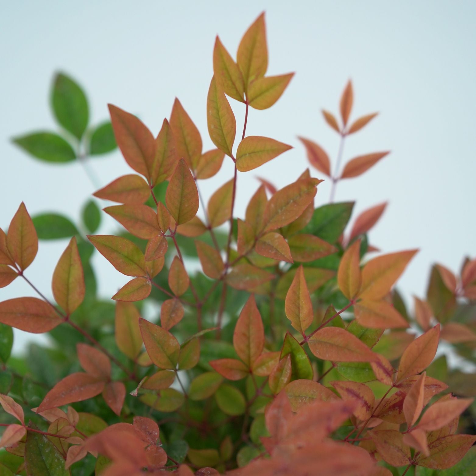 NANDINA DOMESTICA 'GULFSTREAM' Nandina domowa