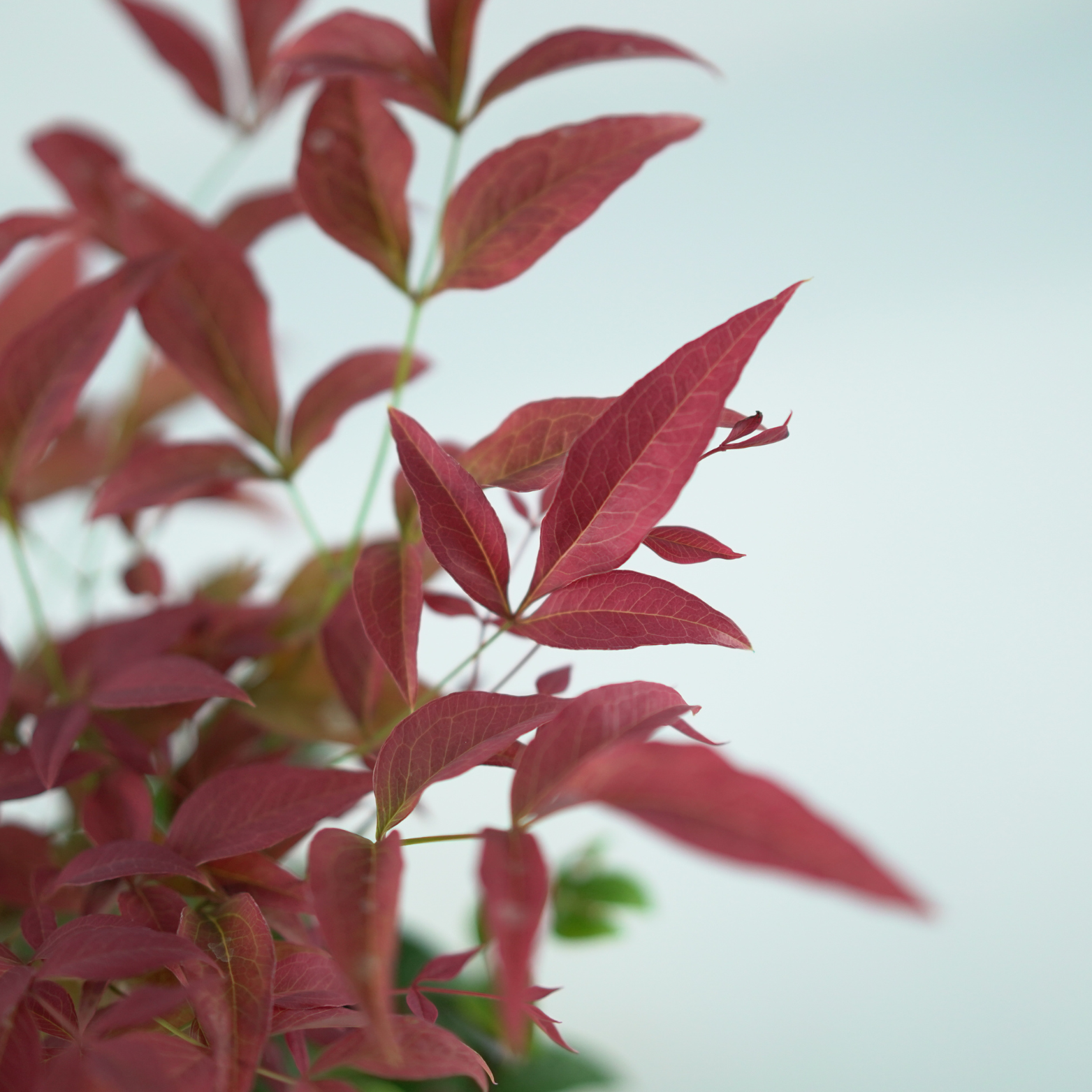 NANDINA DOMESTICA 'OBSESSED' Nandina