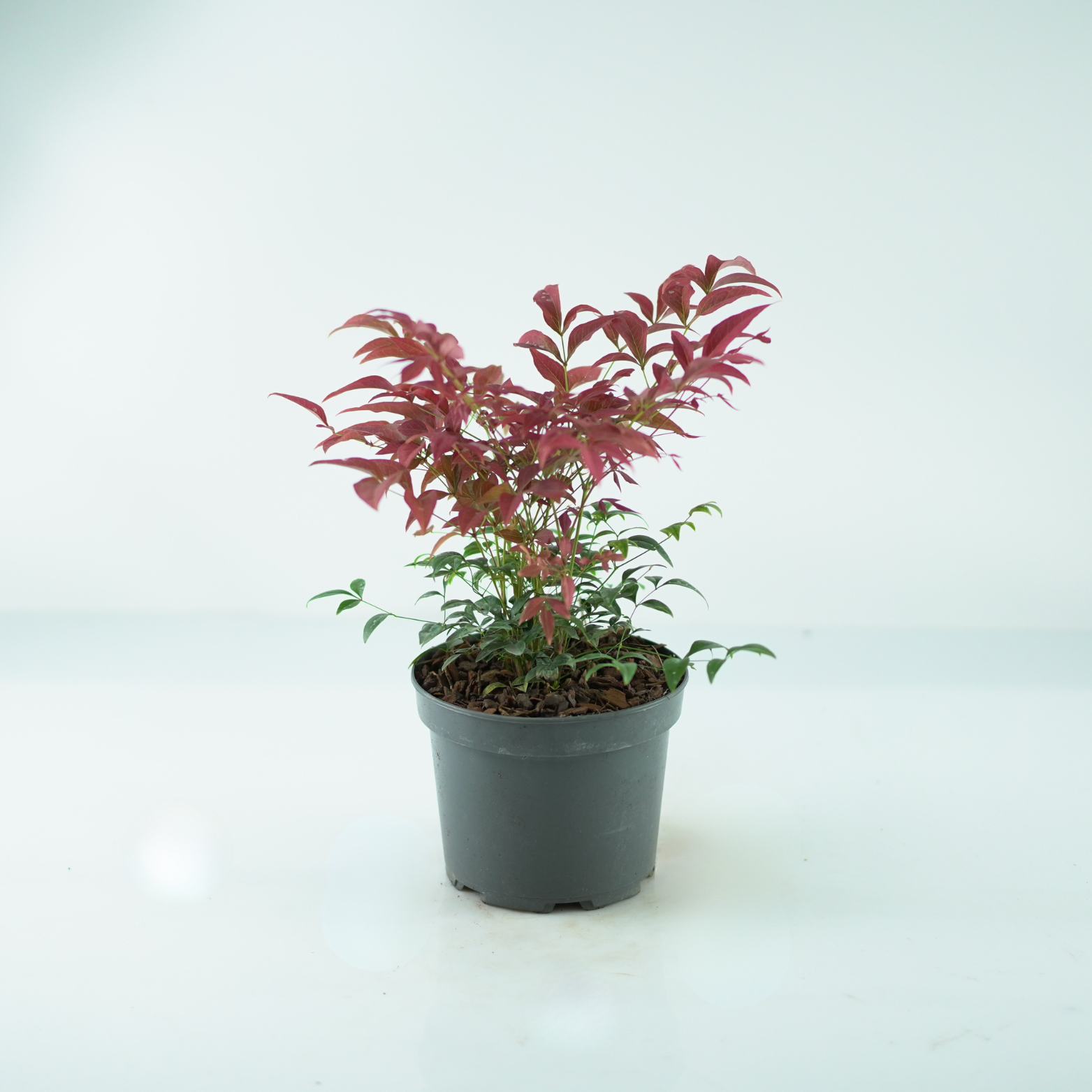 NANDINA DOMESTICA 'OBSESSED' Nandina