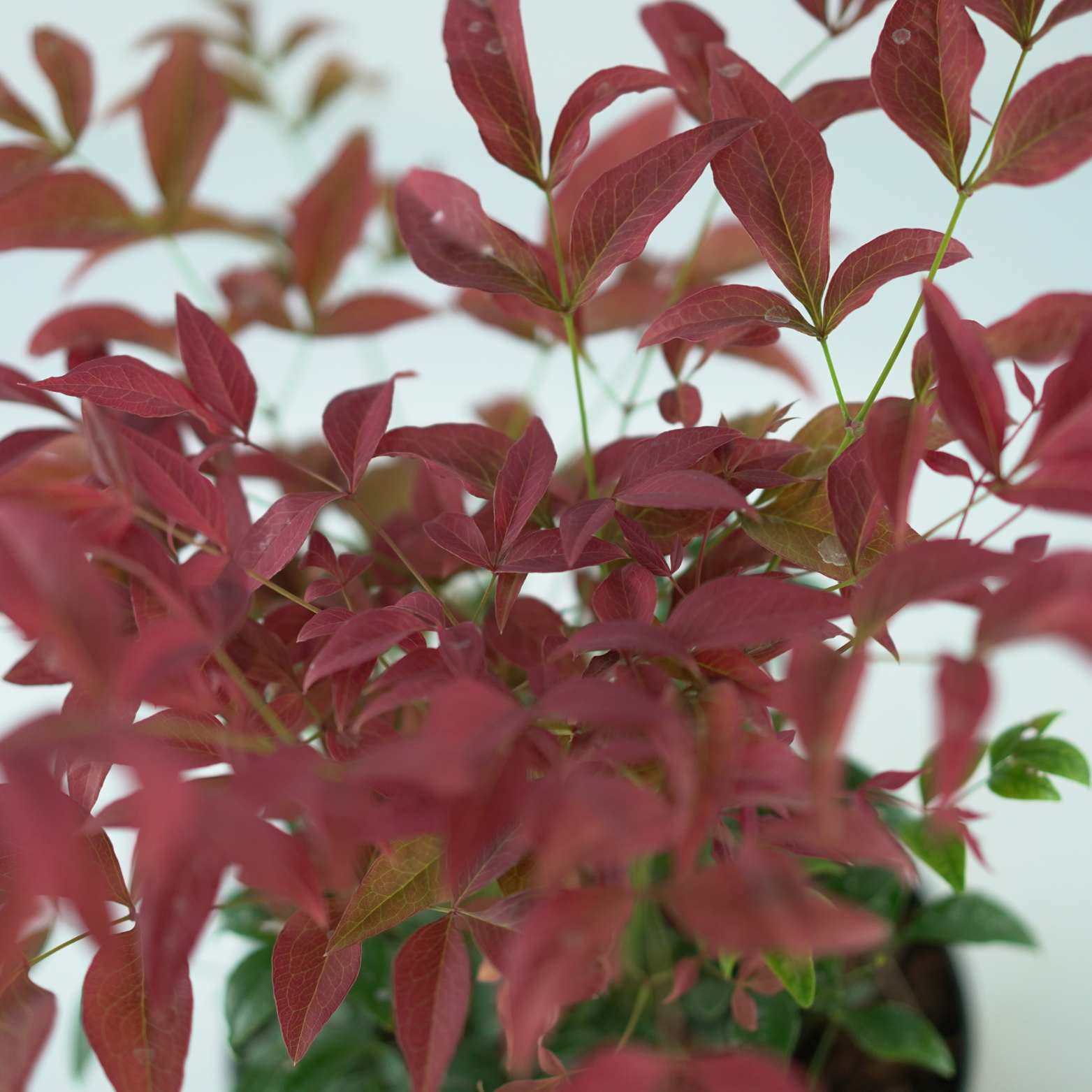 NANDINA DOMESTICA 'OBSESSED' Nandina
