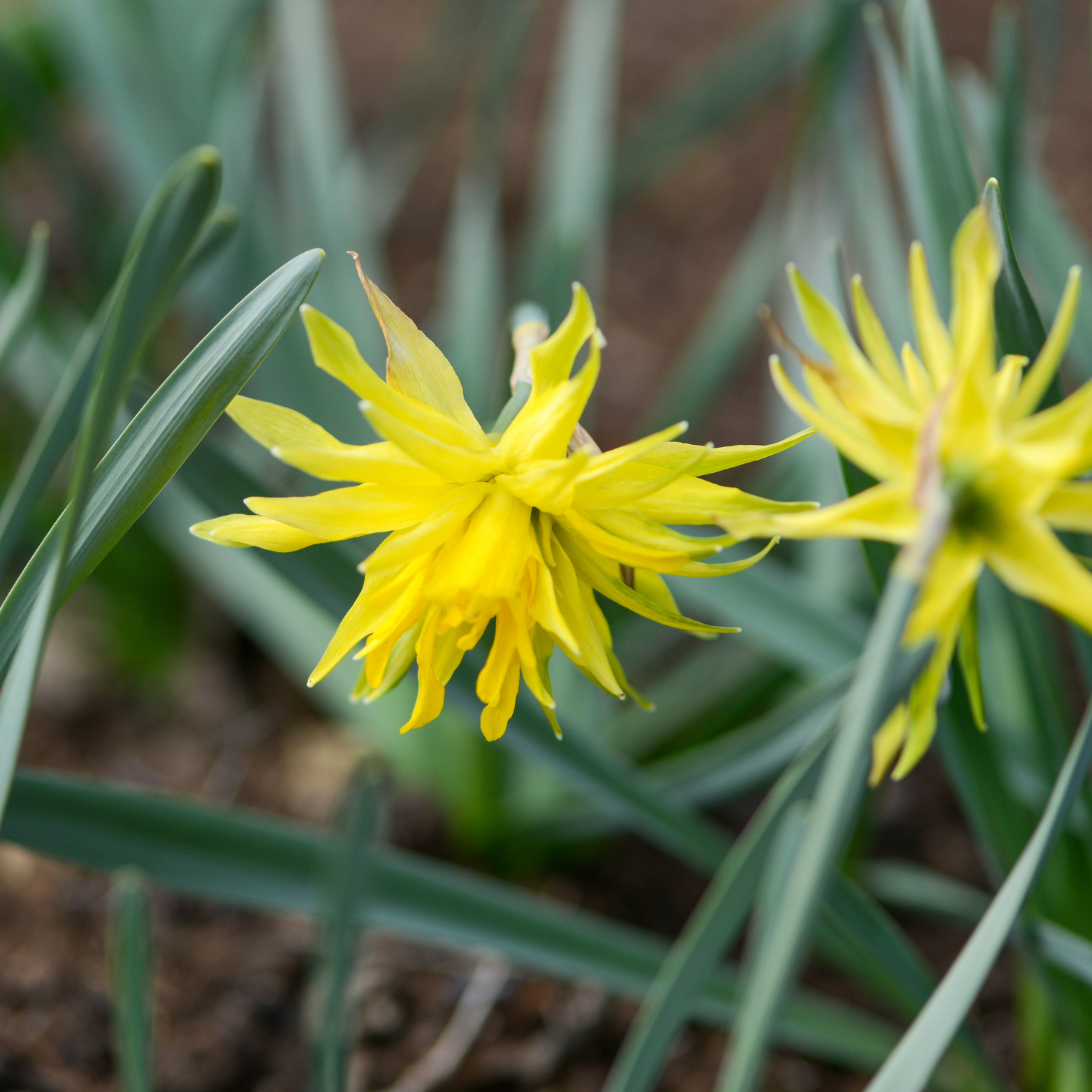 NARCISSUS 'RIP VAN WINKLE' Narcyz